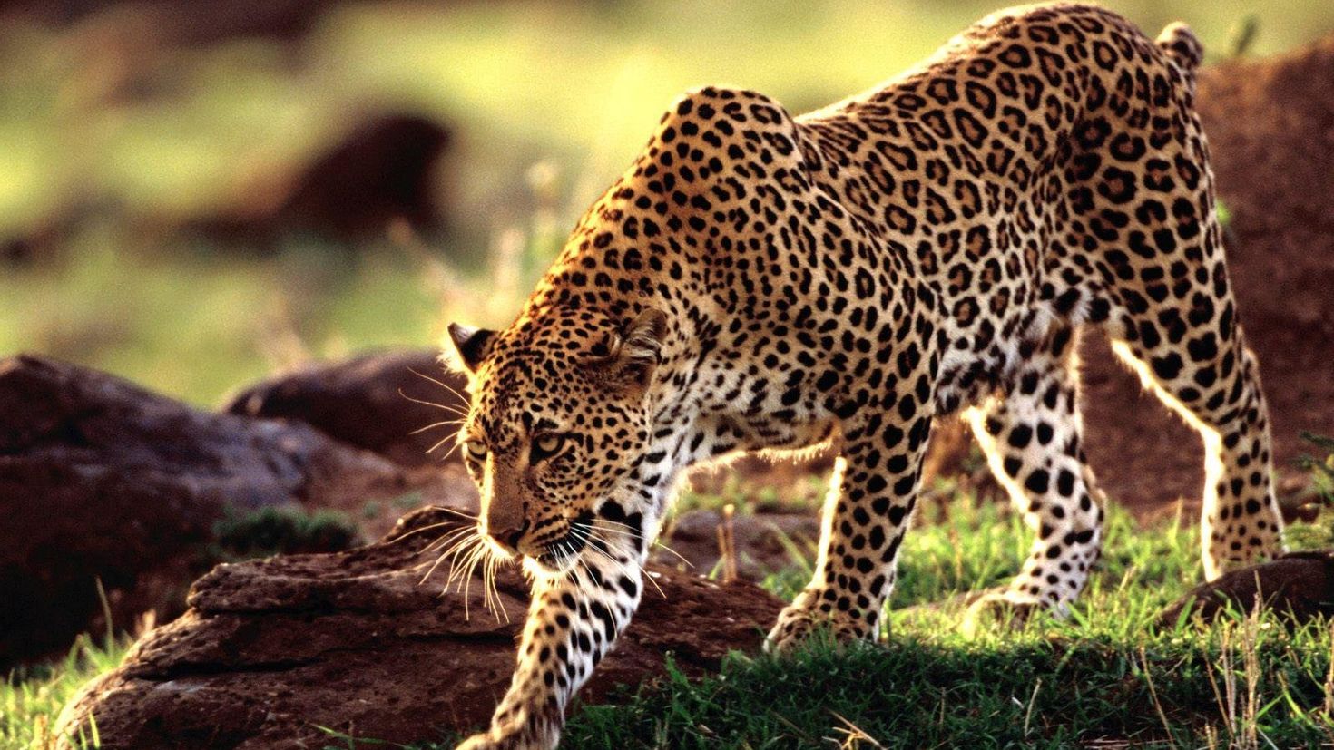 Animals images. Красивый леопард. Хищные животные. Обои животные.