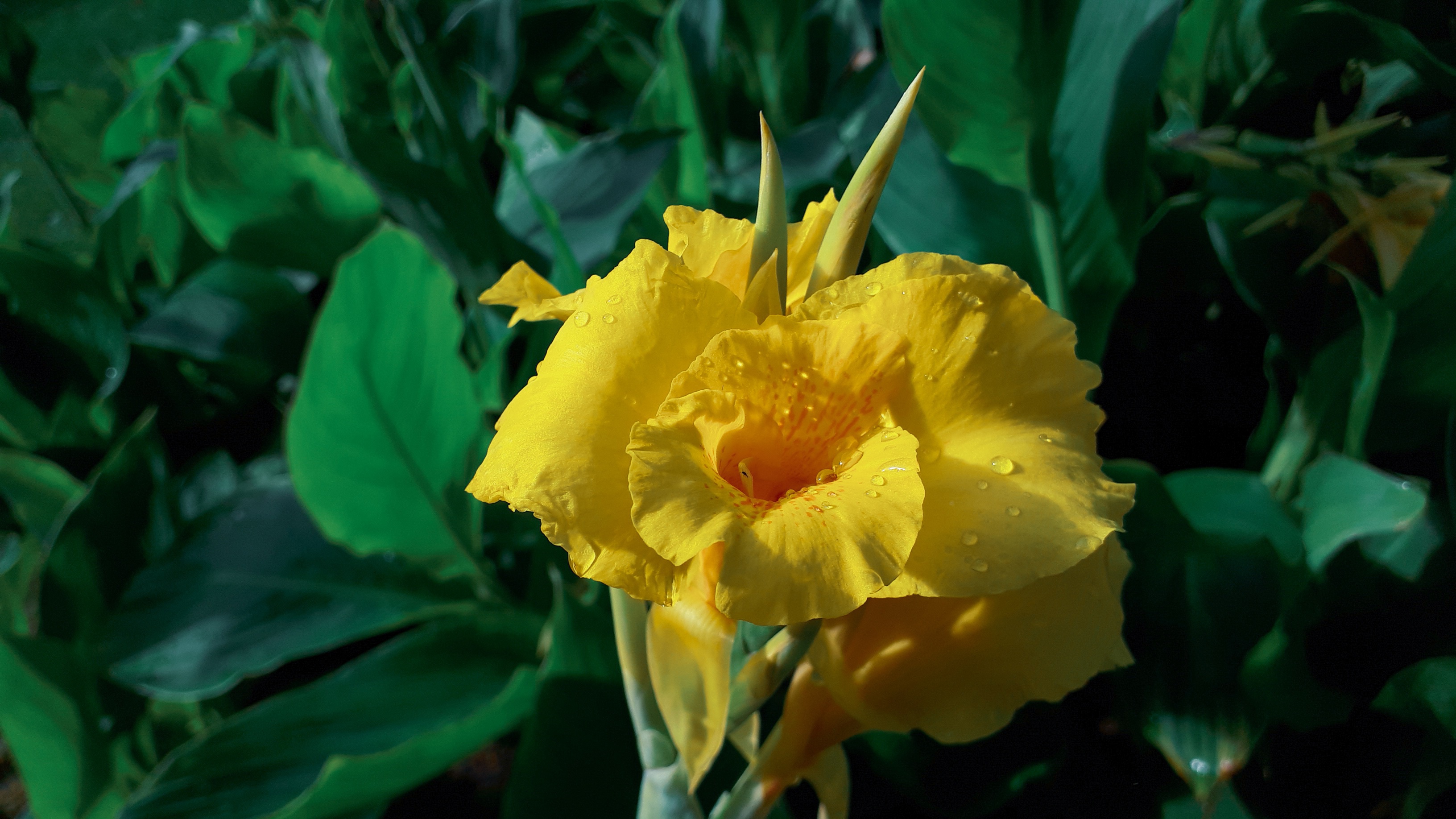Free HD earth, gladiolus, gladiolius, yellow flower, flowers