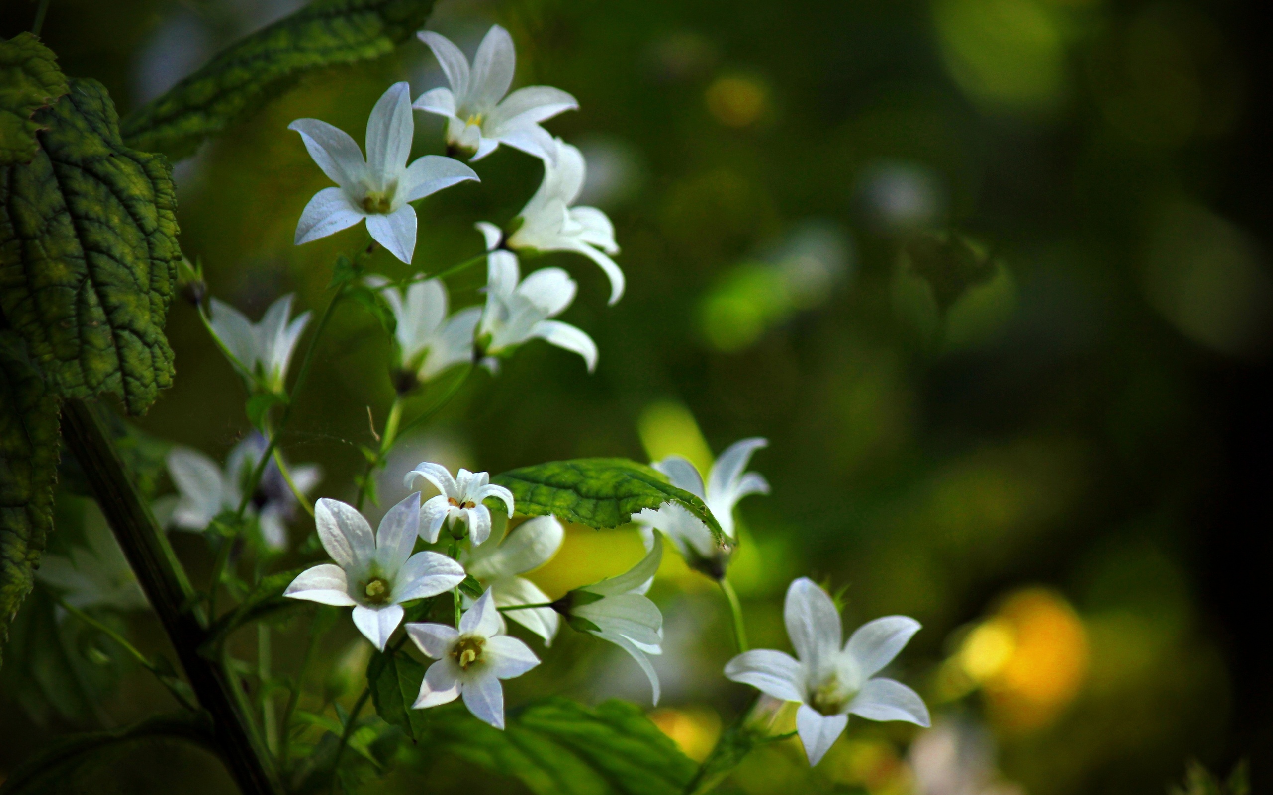 Белые цветы Макросъемка