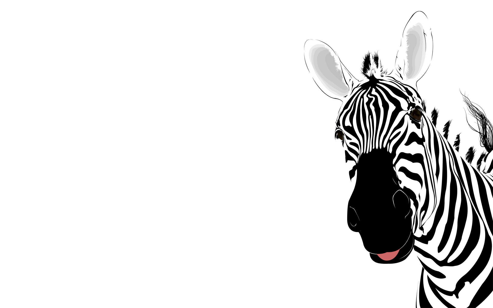 animal, zebra