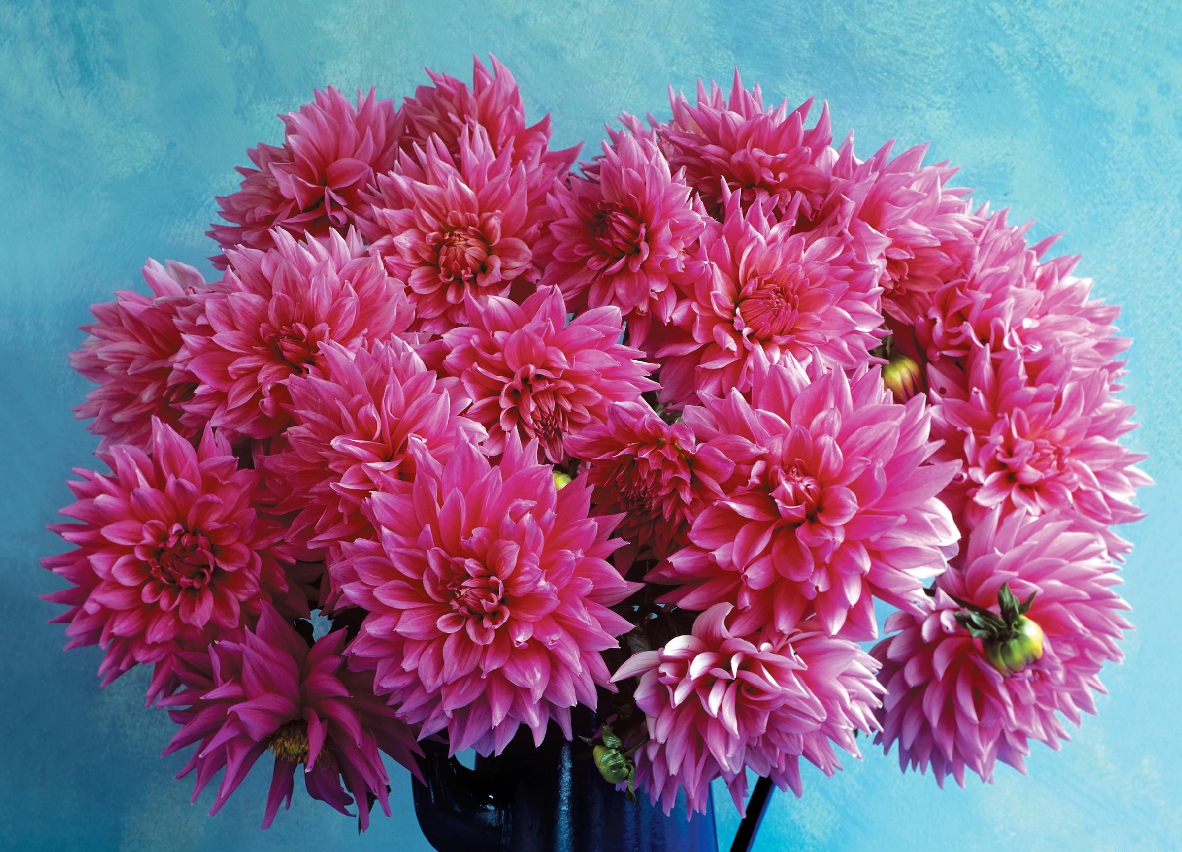 Laden Sie das Strauß, Krug, Blumen, Bouquet, Dahlien, Hintergrund-Bild kostenlos auf Ihren PC-Desktop herunter
