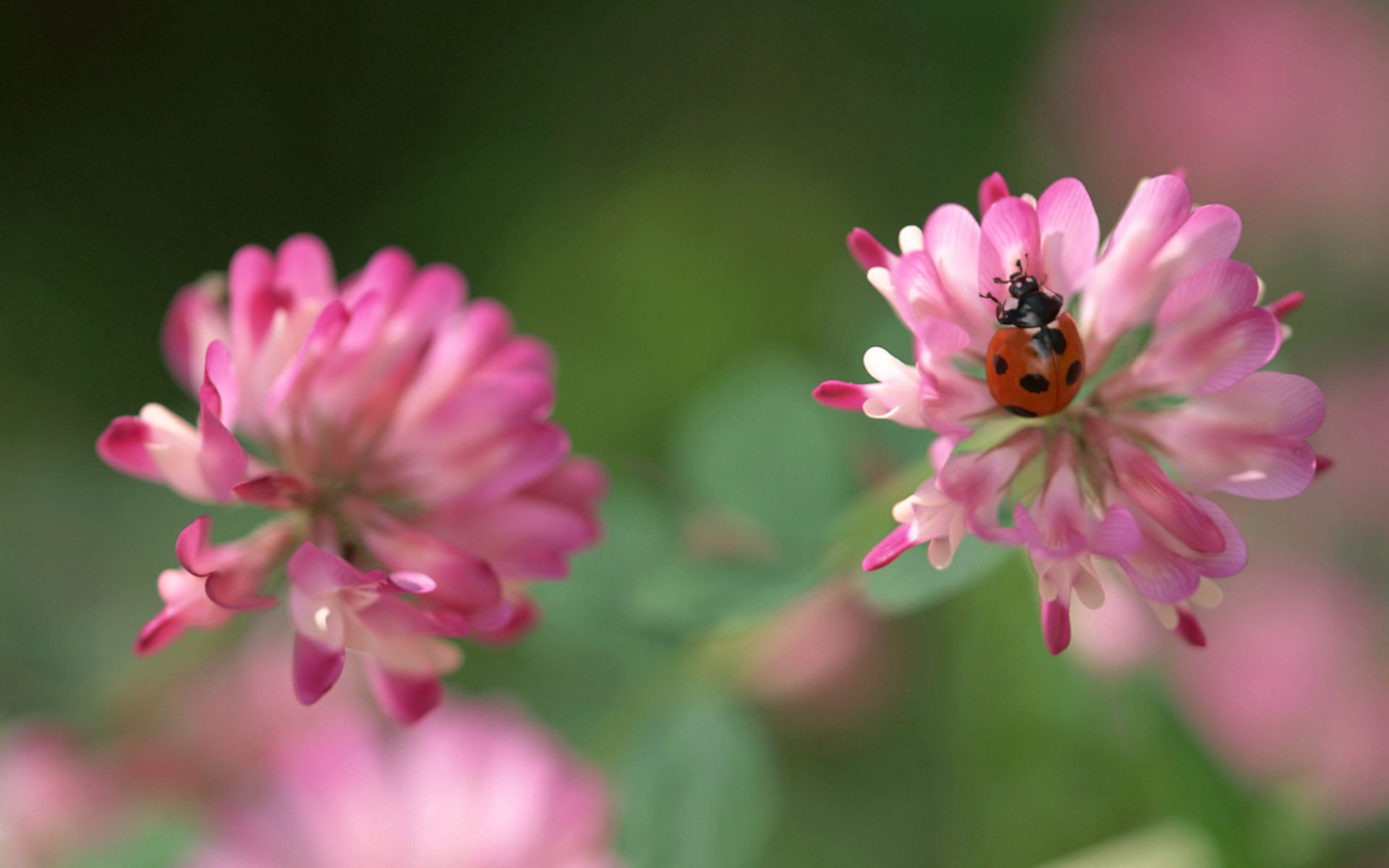 Laden Sie das Makro, Insekt, Ladybird, Kriechen, Kleeblatt, Klee, Marienkäfer-Bild kostenlos auf Ihren PC-Desktop herunter