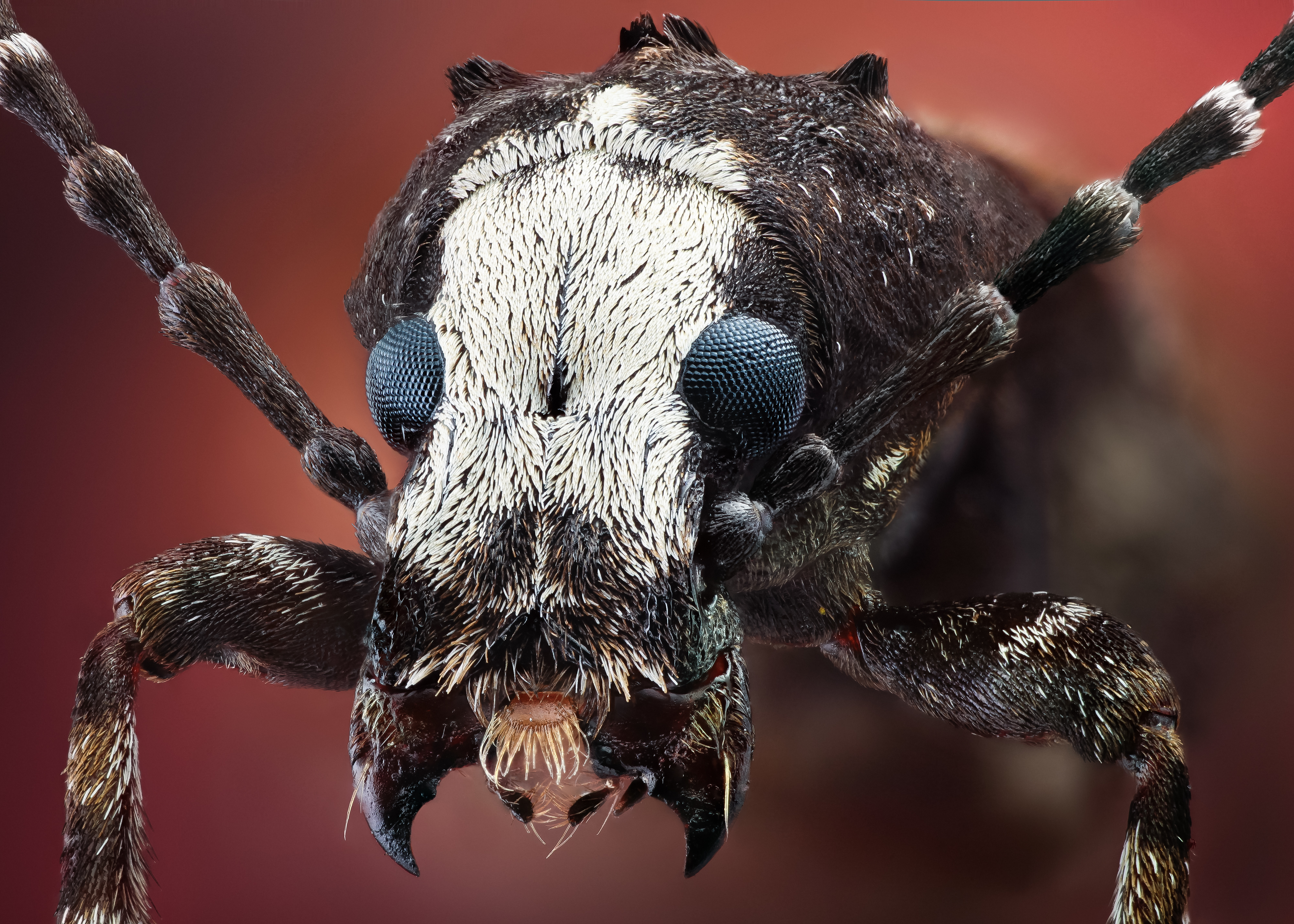 Страшный мир насекомых. ПАУКООБРАЗНЫЙ Жук. Самые жуткие насекомые в мире. Самое уродливое насекомое.