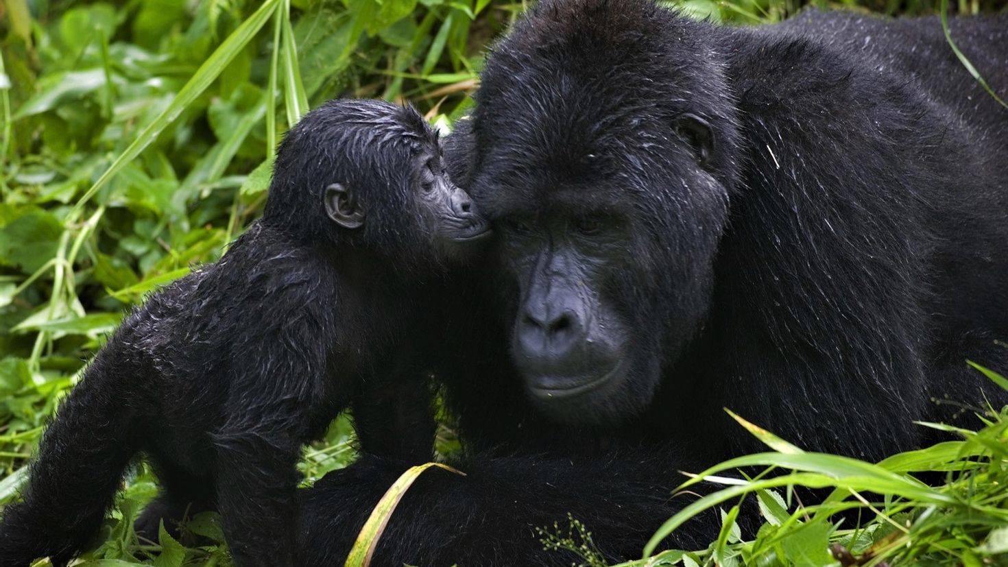 Горилла человекообразная обезьяна. Горилла Бвинди. Национальный парк горилл Уганда. Национальный парк Бвинди животные. Человекообразные обезьяны гориллы.