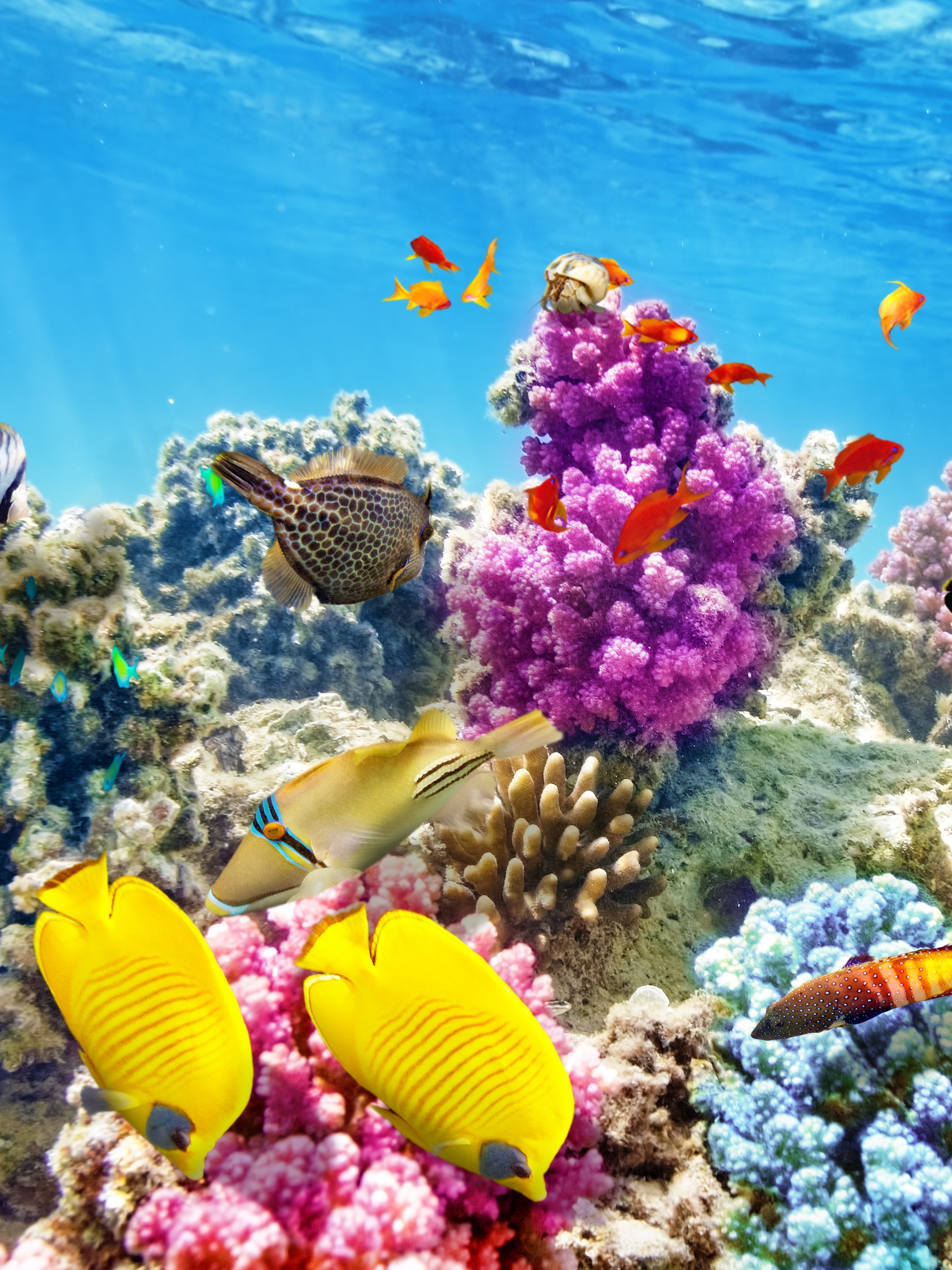 animal, fish, coral reef, underwater, ocean, fishes