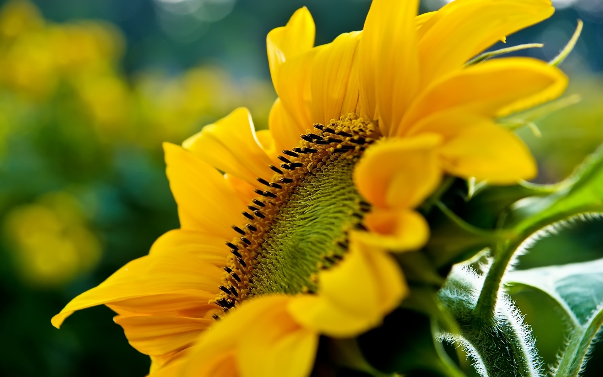 Free HD  Sunflowers