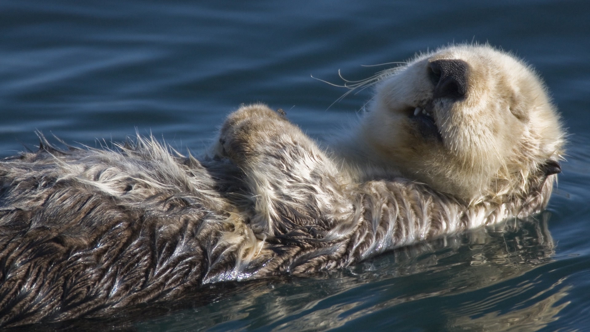 Handy-Wallpaper Otters, Tiere kostenlos herunterladen.