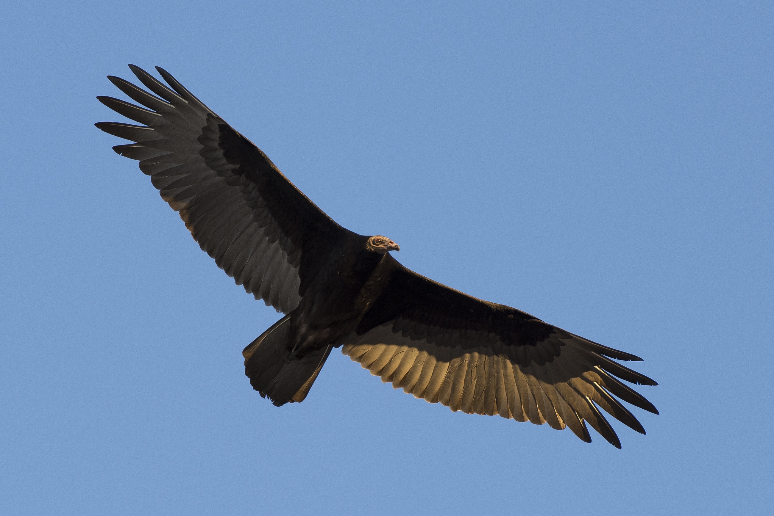 animal, vulture, bird, flying, birds 4K