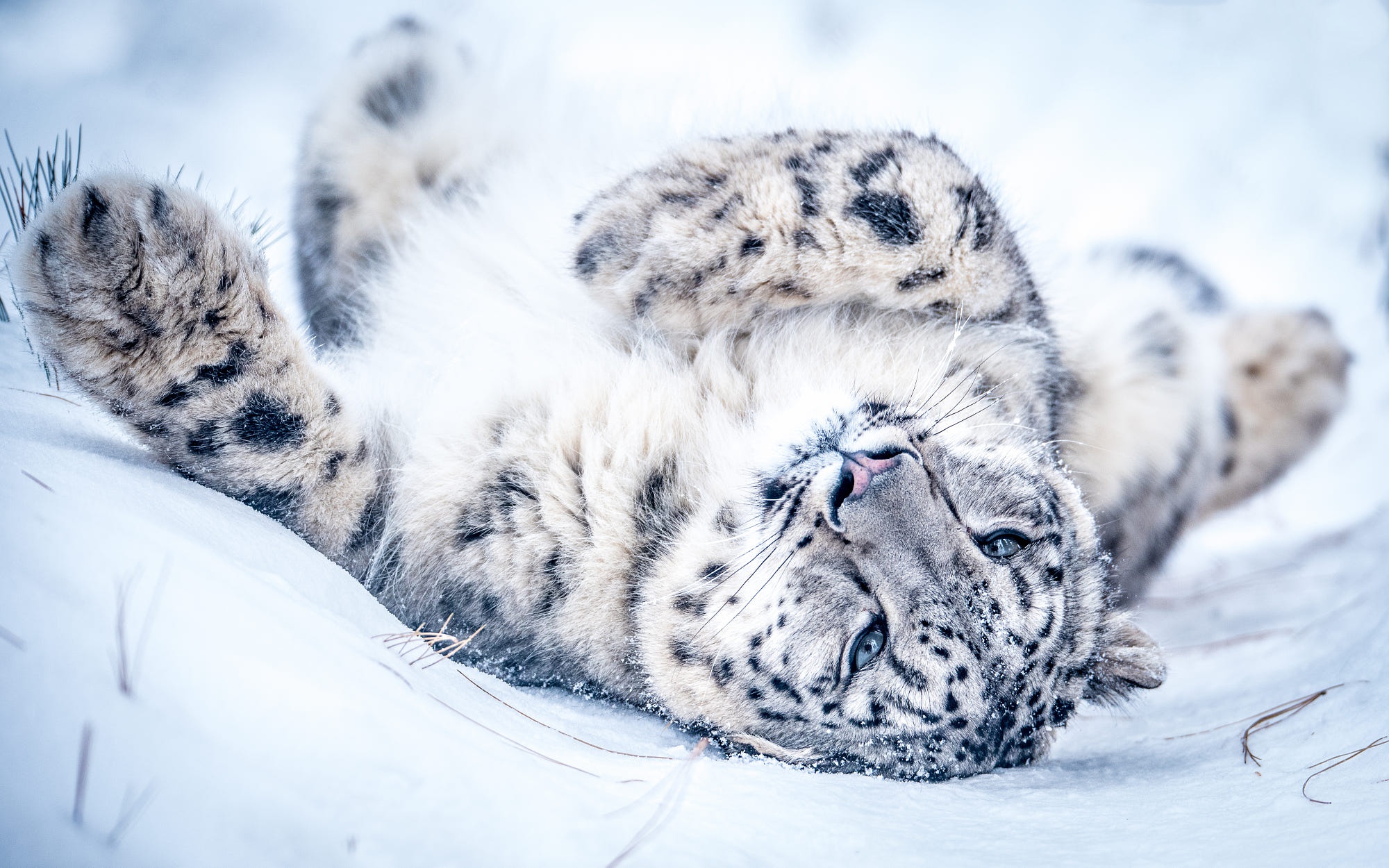 iPhone Wallpapers  Snow Leopard