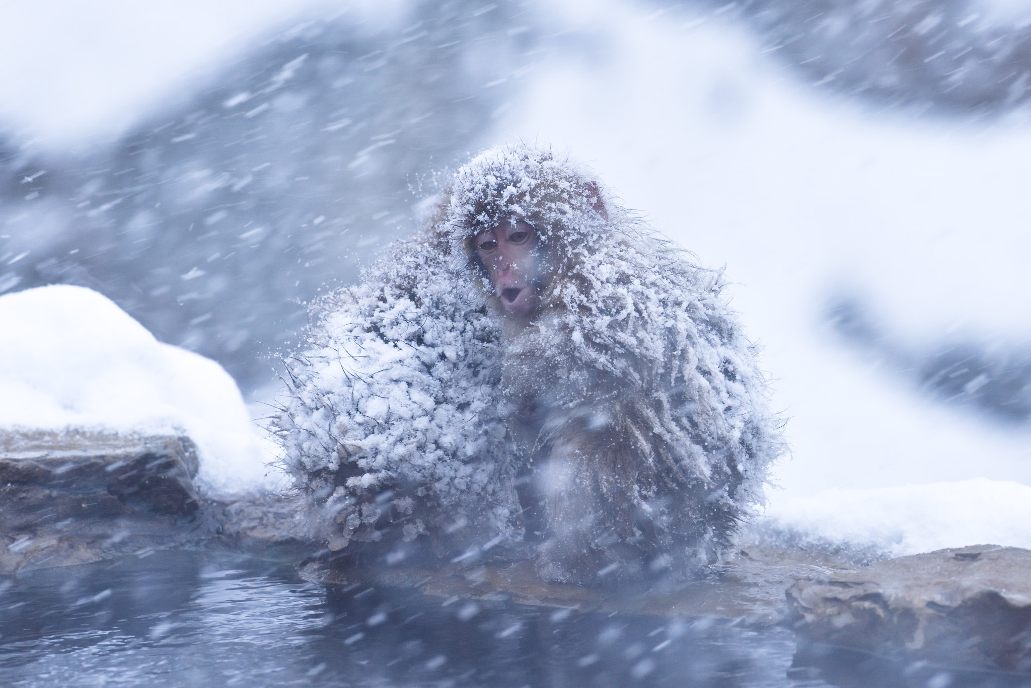 animal, japanese macaque, macaque, monkey, snowfall, winter, monkeys