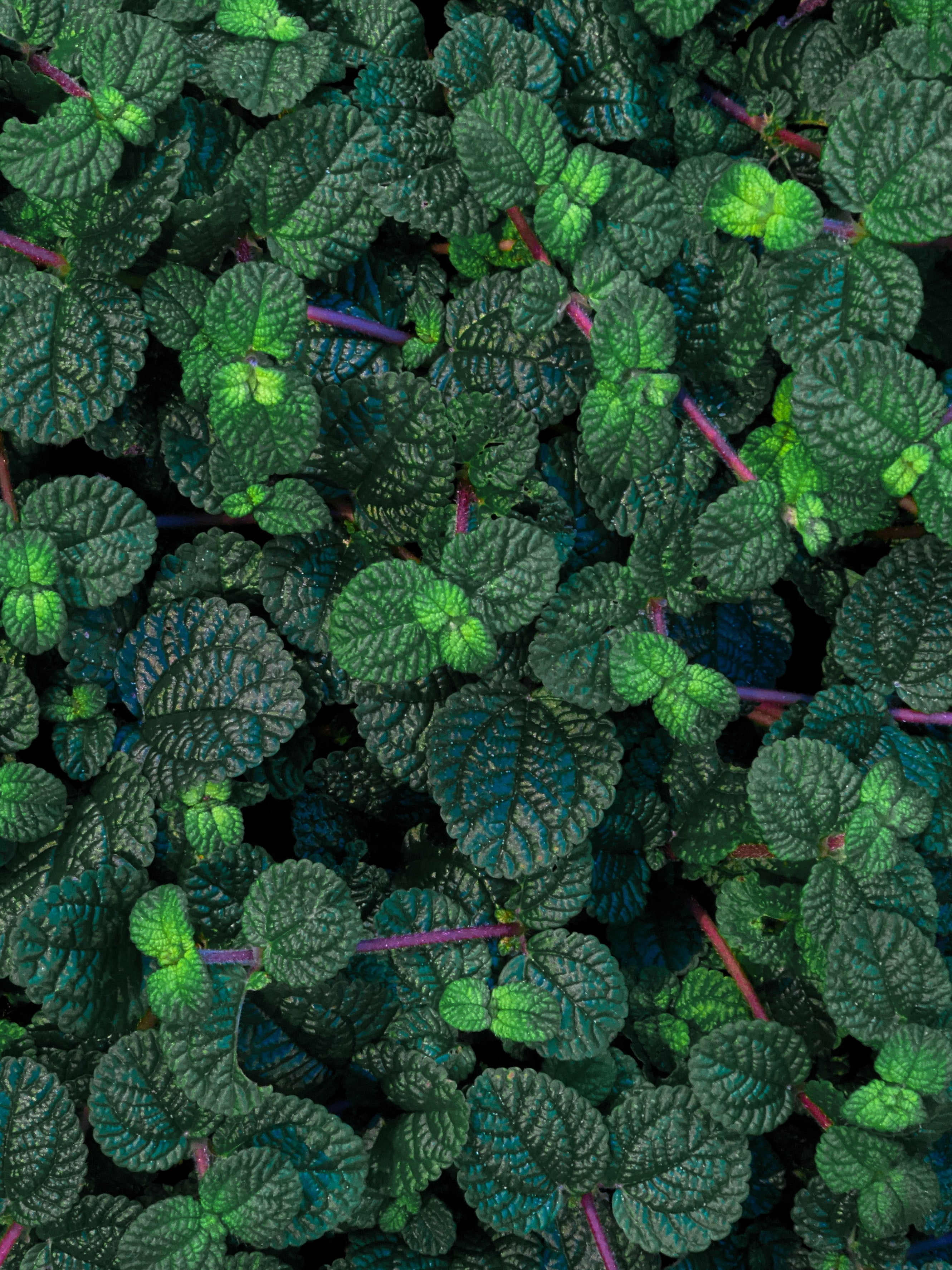 leaves, green, plant, macro, veins, glossy HD wallpaper