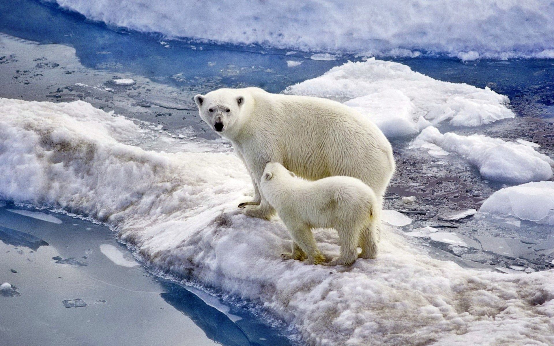 156772 завантажити шпалери тварини, сніг, лід, дитинча, океан, ведмідь, прогулянка, прогулятися, родина, джо, полярний ведмідь, білий ведмідь - заставки і картинки безкоштовно