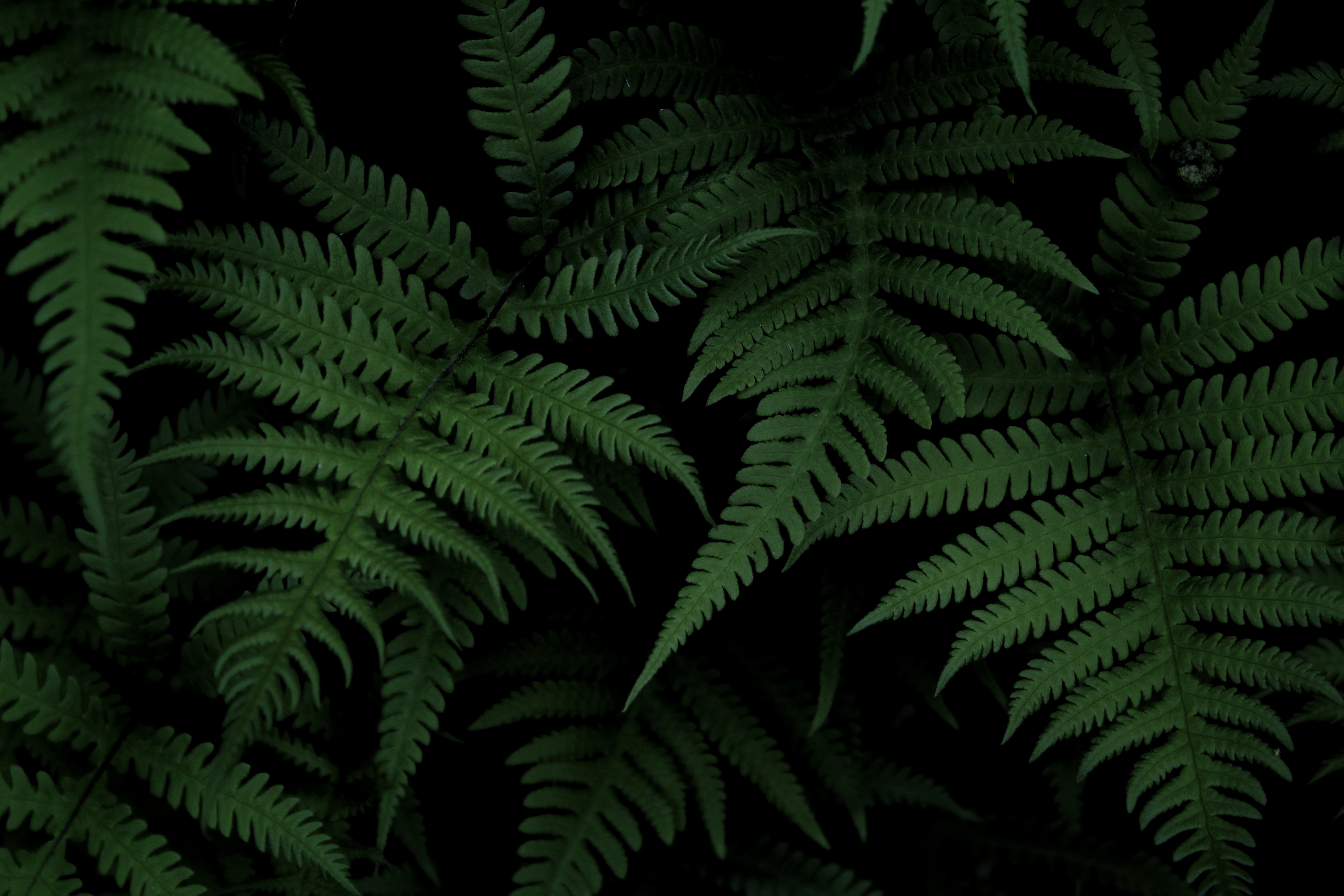 android fern, green, nature, bush