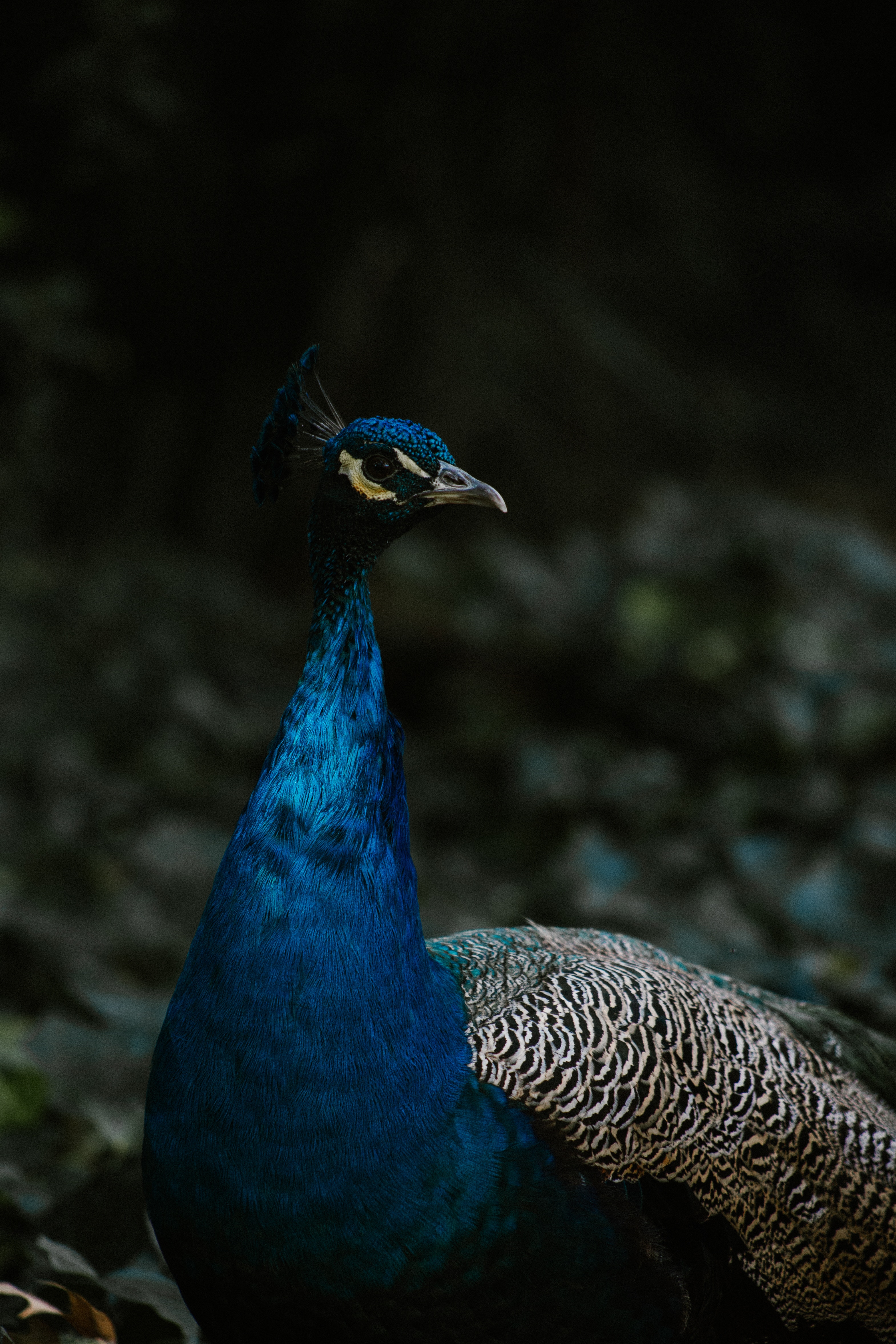 peacock, bird, color, animals, feather HD wallpaper