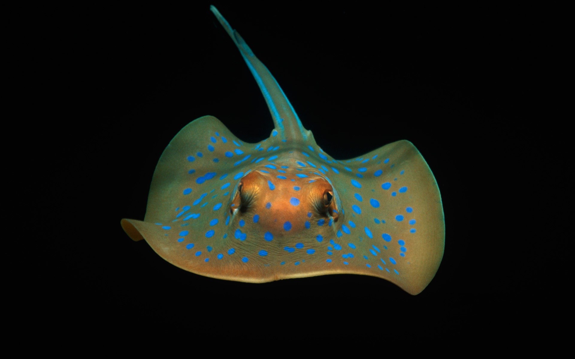 Full HD Wallpaper animal, stingray, bluespotted stingray, sea life, underwater, fishes