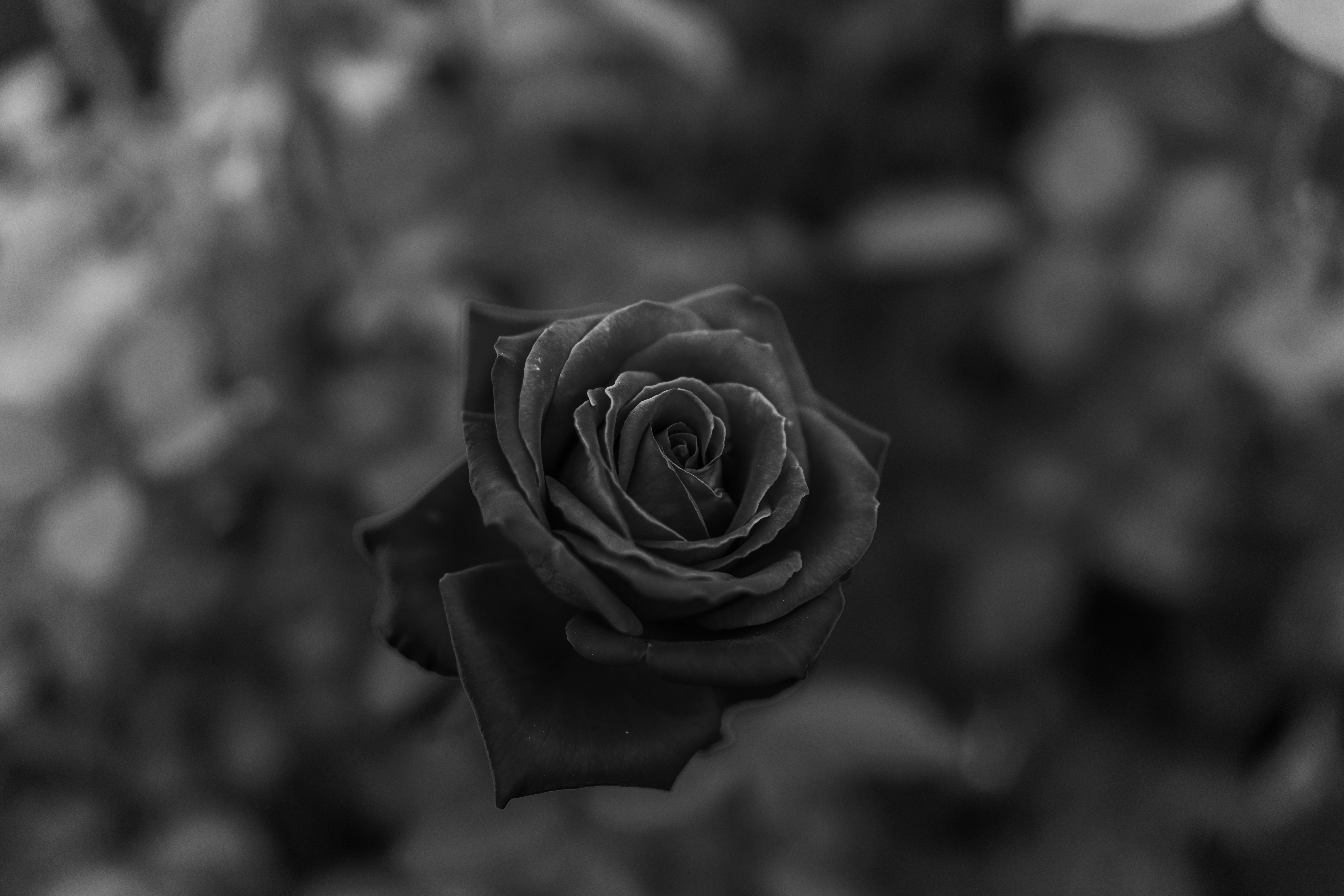 android bw, rose flower, rose, close up, flowers, flower, chb