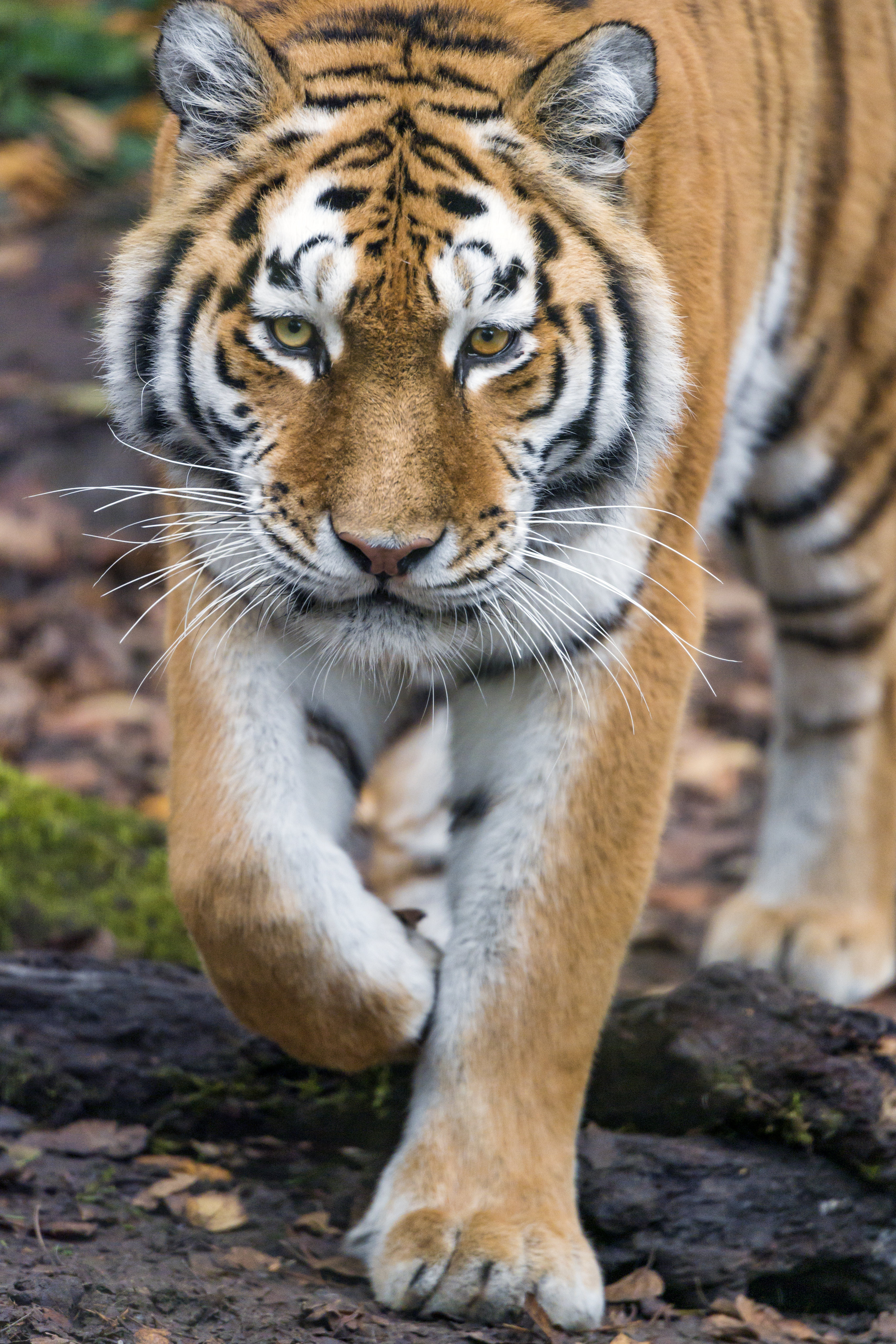 animals, muzzle, predator, big cat, sight, opinion, tiger Phone Background