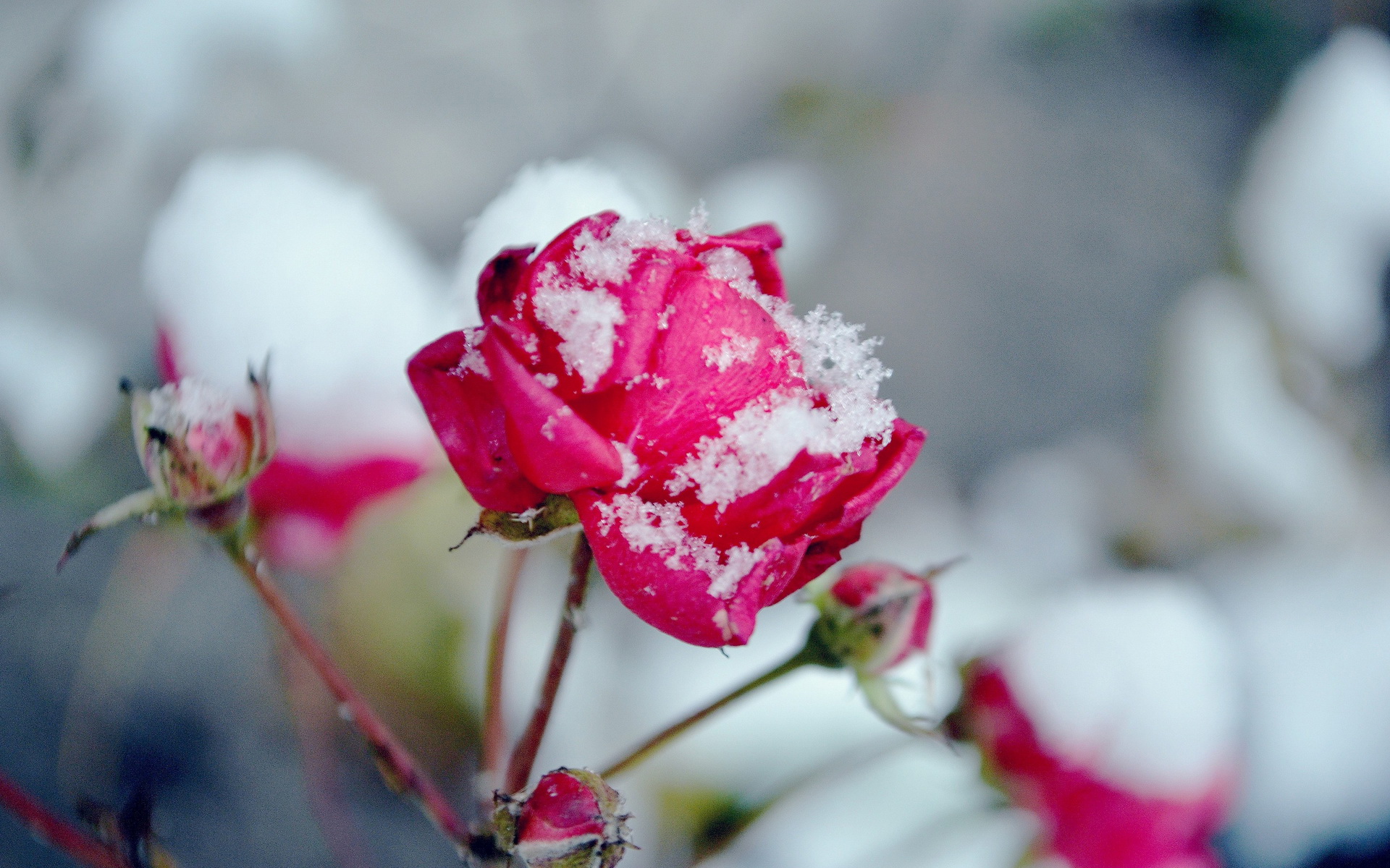 Розы в снегу картинки красивые на телефон