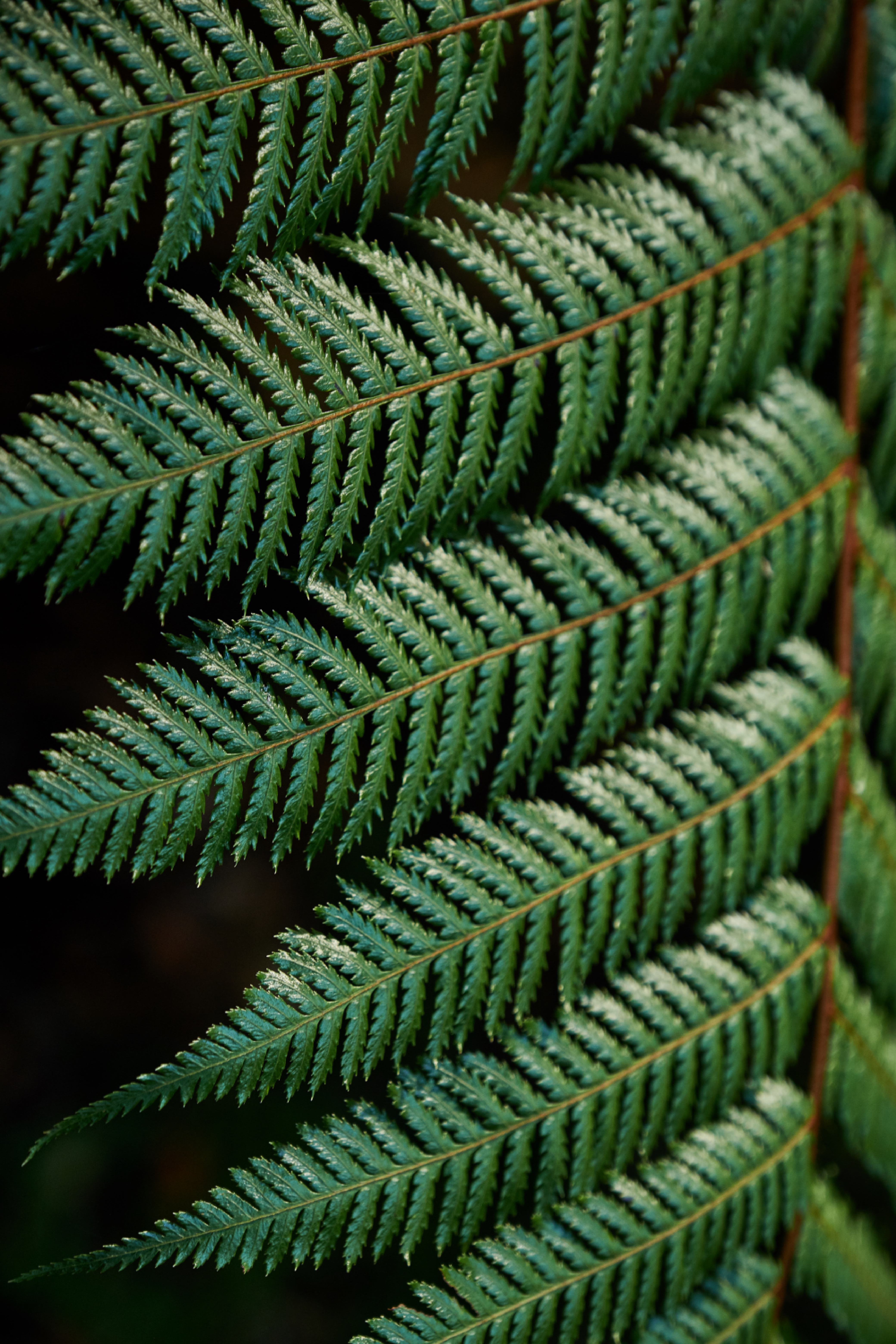 Download mobile wallpaper Branch, Leaves, Macro, Fern, Carved for free.