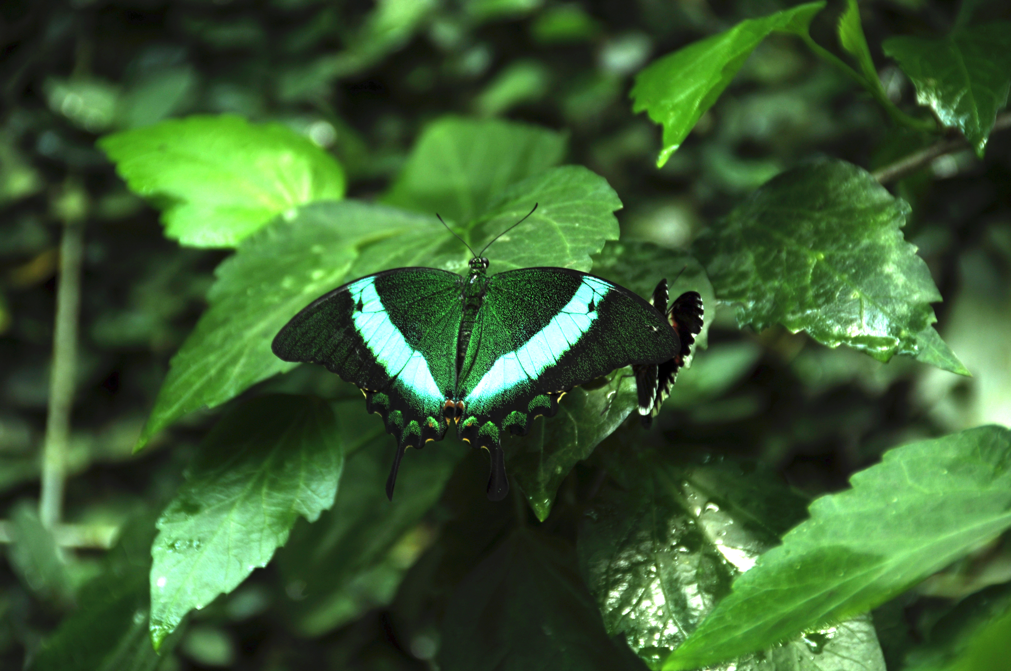 butterfly, animals, plants, green, pattern, wings, tropical butterfly 32K