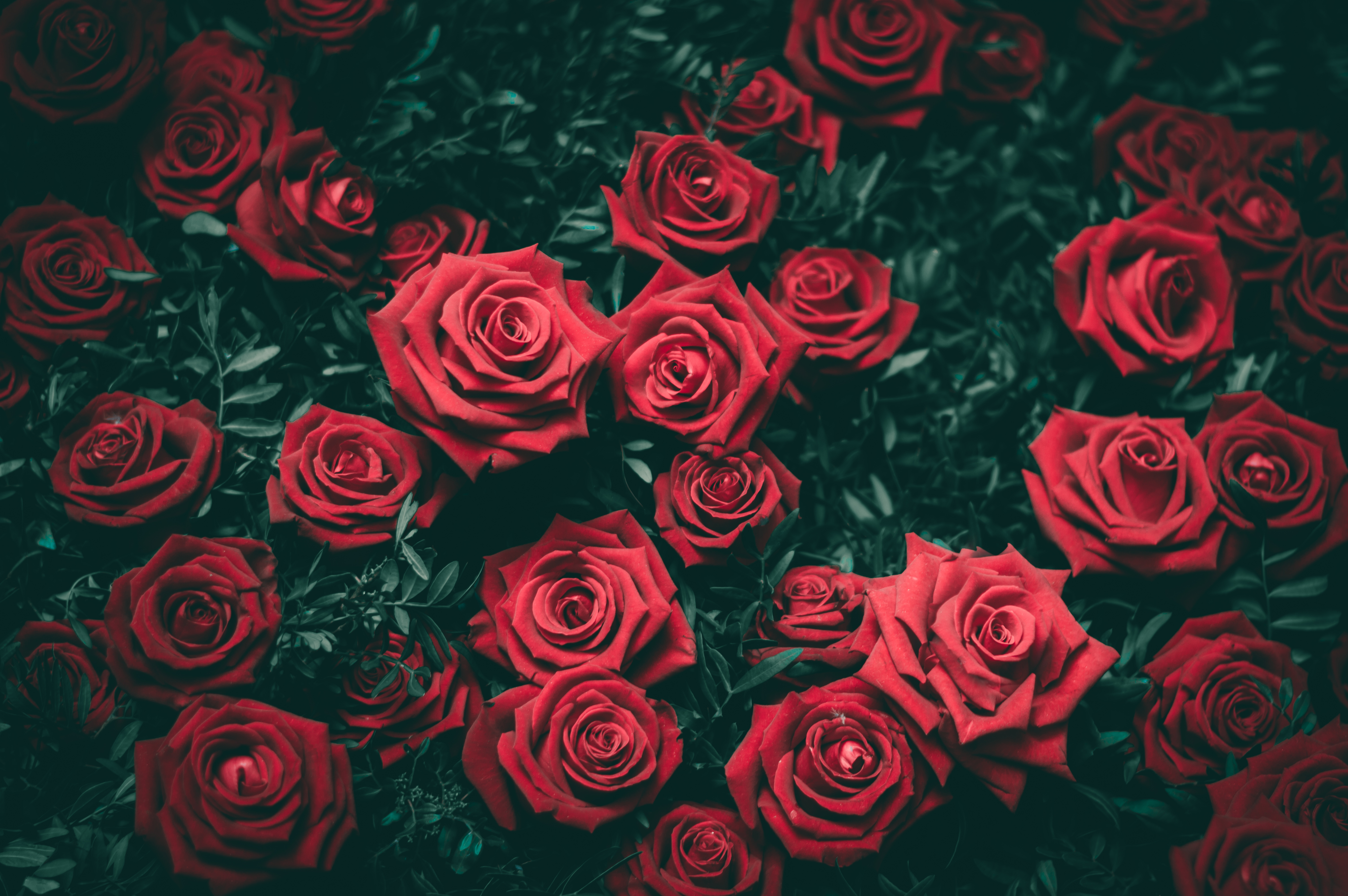 Скачать обои бесплатно Кусты, Красный, Цветы, Розы, Бутоны картинка на рабочий стол ПК