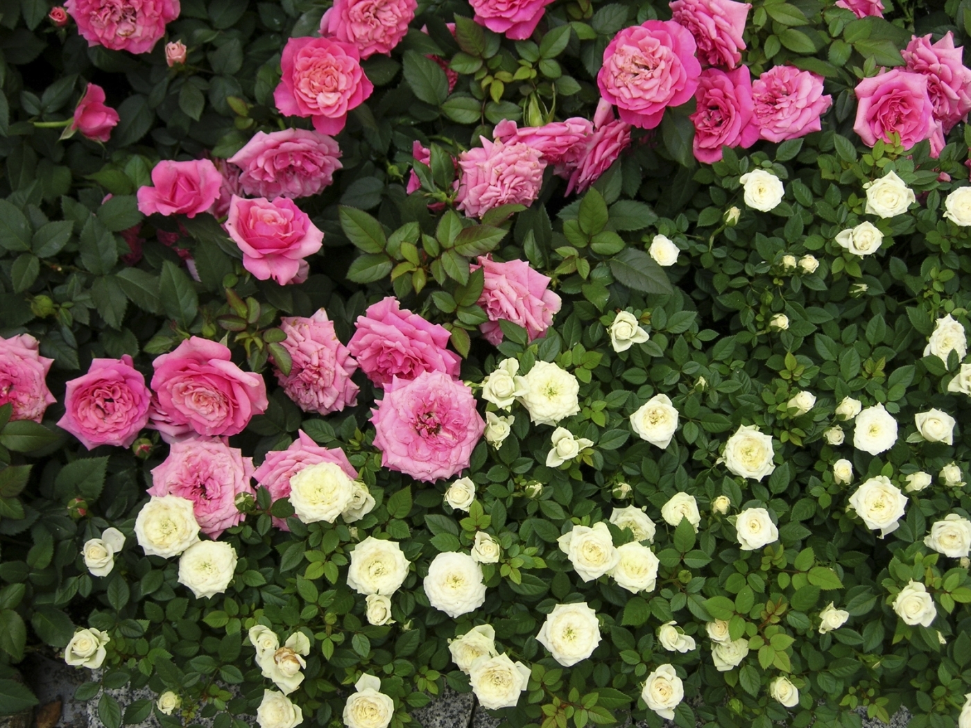 Handy-Wallpaper Pflanzen, Blumen, Roses kostenlos herunterladen.