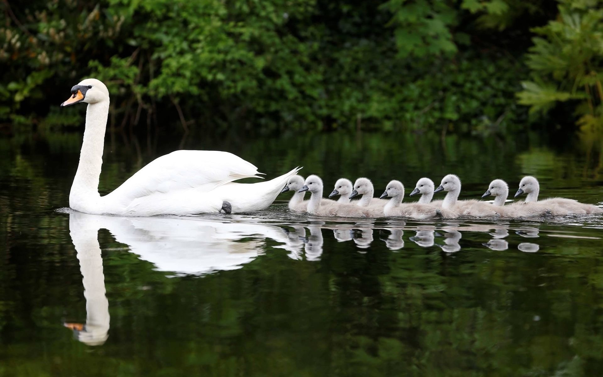 animal, mute swan, baby animal, bird, chick, reflection, swan, water Full HD