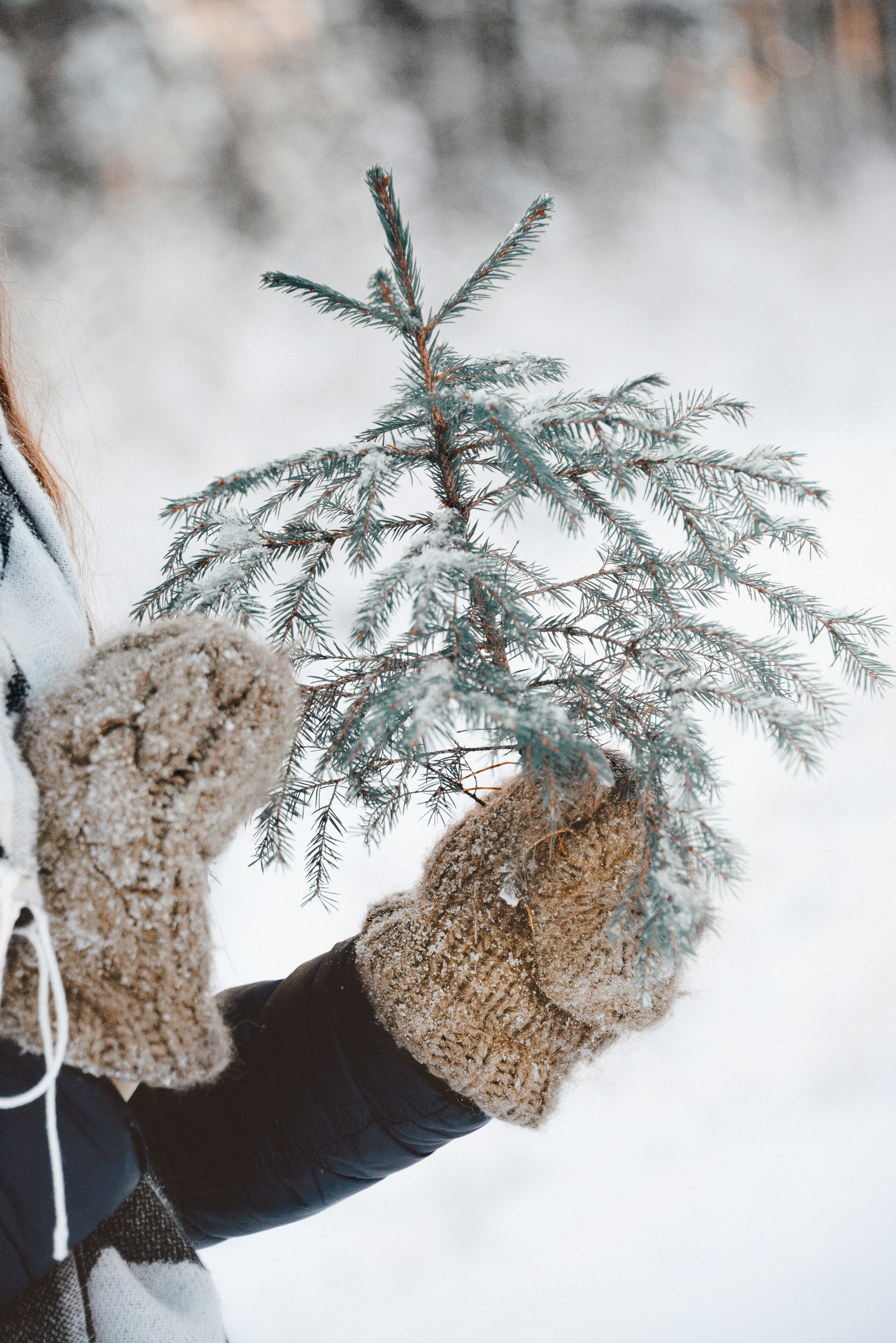 nature, snow, branch, hands, christmas tree, mittens