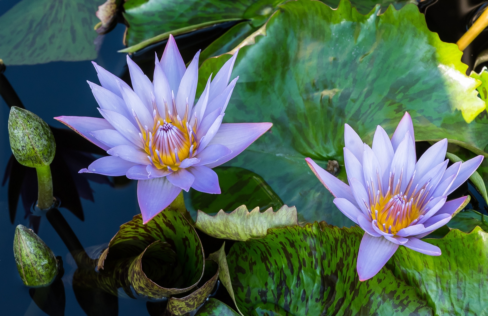 Кувшинка Nymphaea Albatross