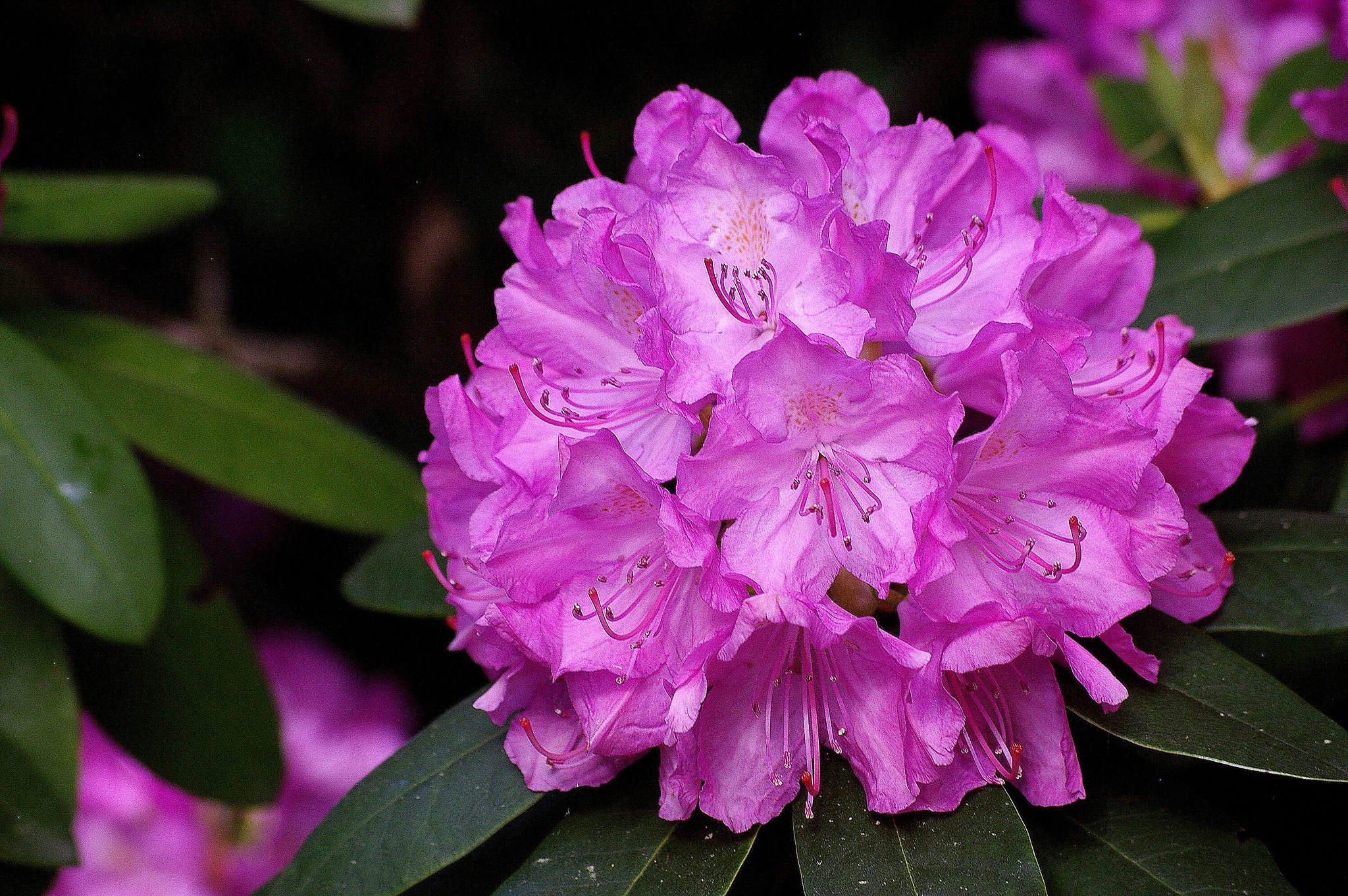 Newest Mobile Wallpaper Rhododendron