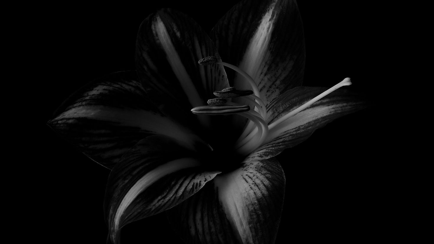 Черные цветы обои