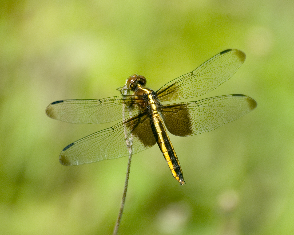 dragonfly, animal