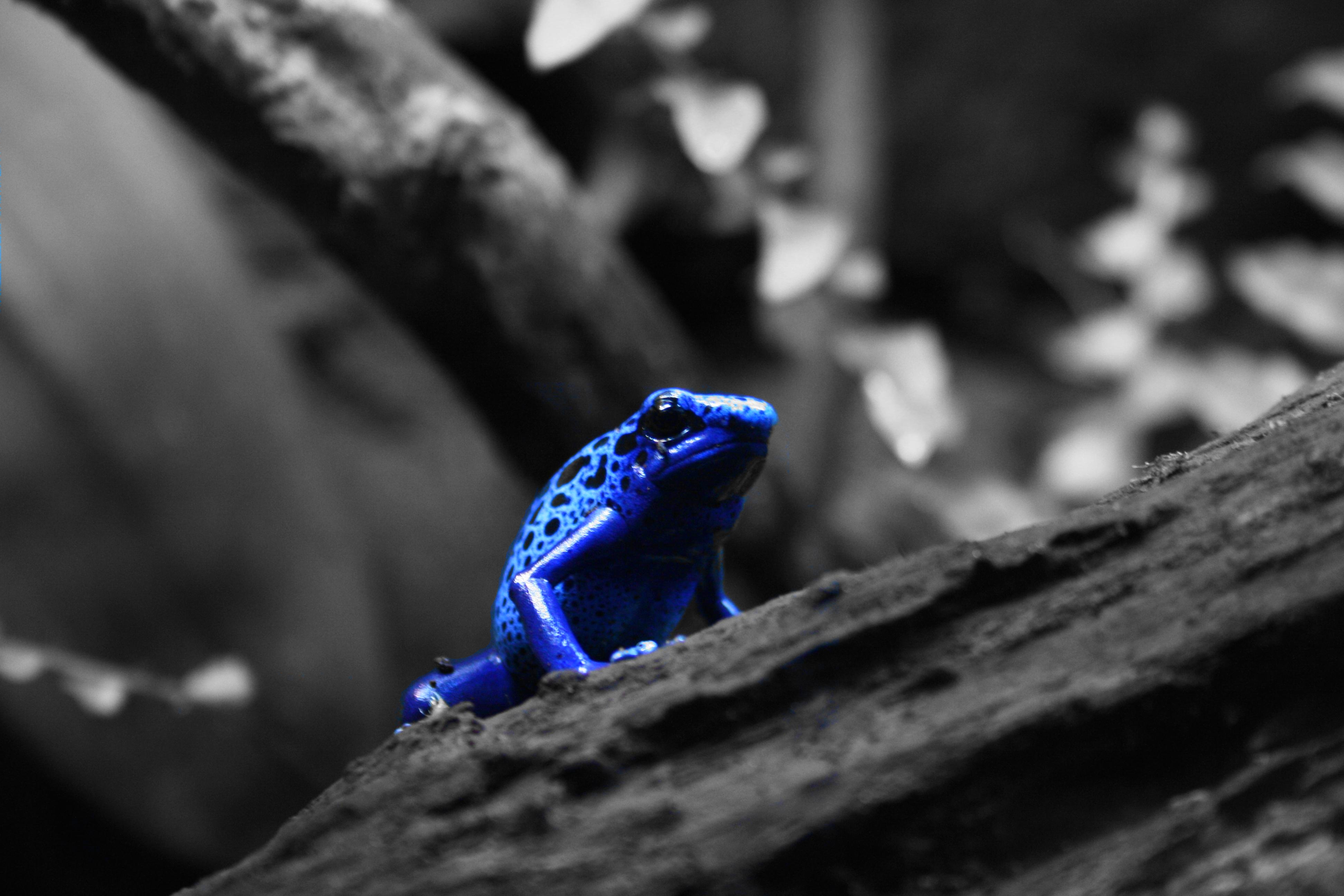 Красивая лягушка на синем фоне