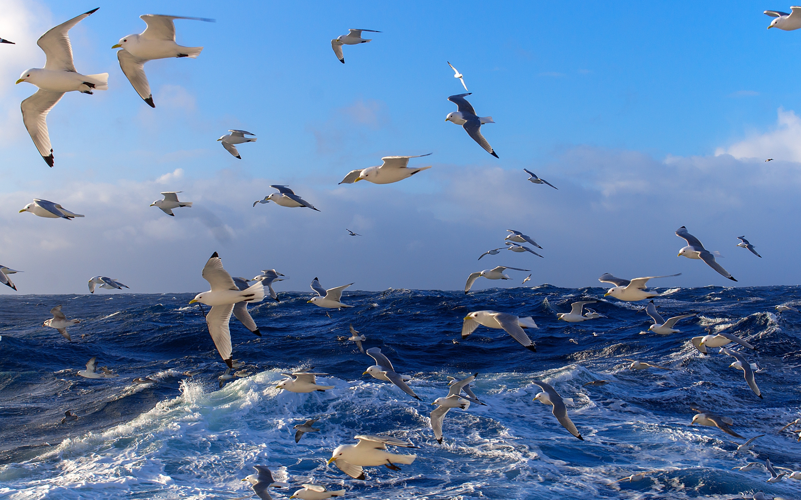 Laden Sie das Vögel, Seagulls, Tiere-Bild kostenlos auf Ihren PC-Desktop herunter
