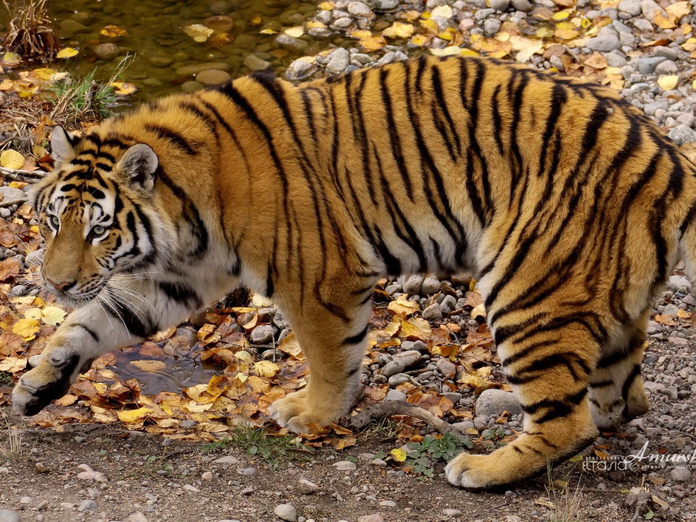 27478 descargar imagen tigres, animales, naranja: fondos de pantalla y protectores de pantalla gratis