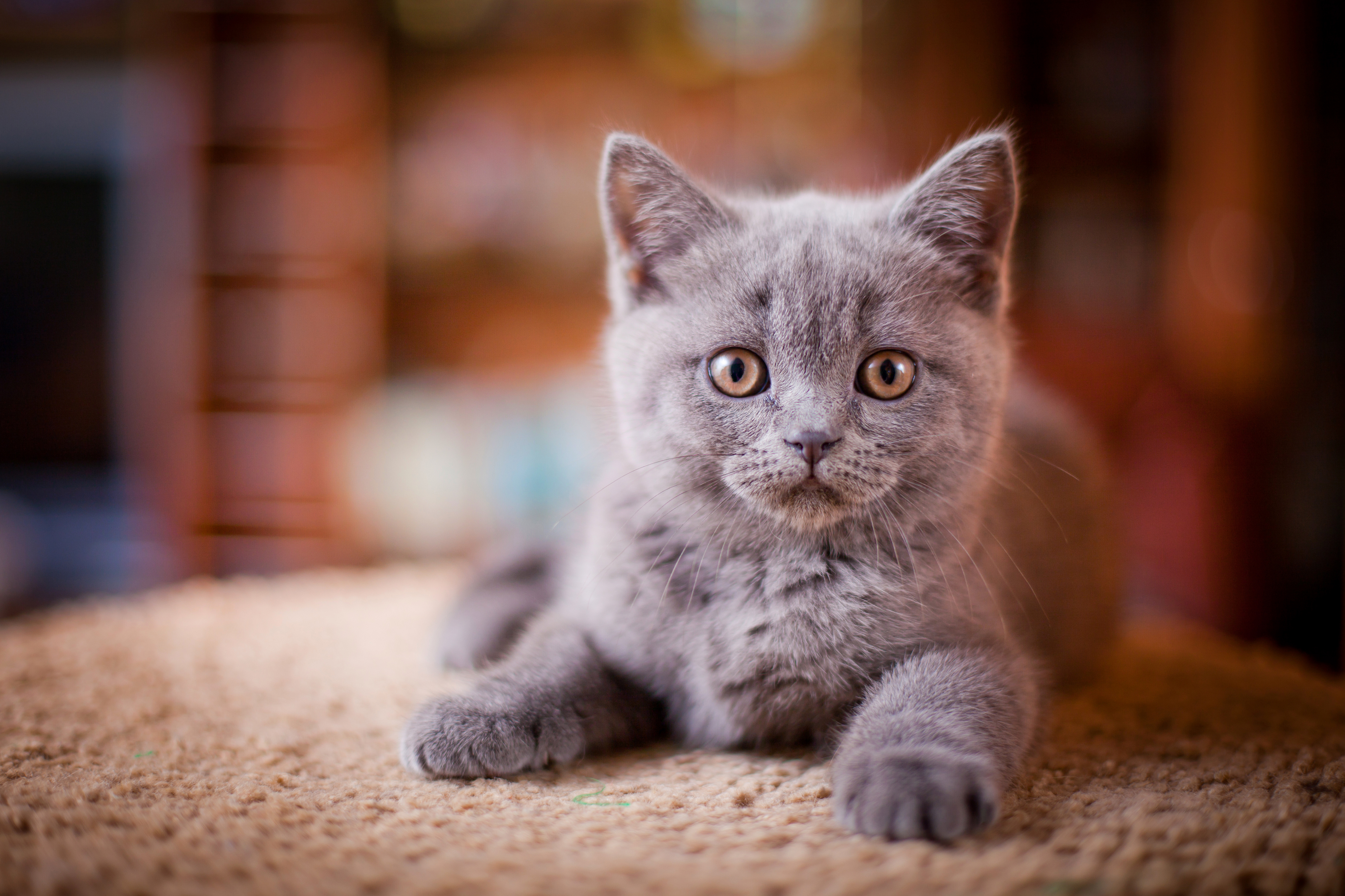 фотографии серого котенка