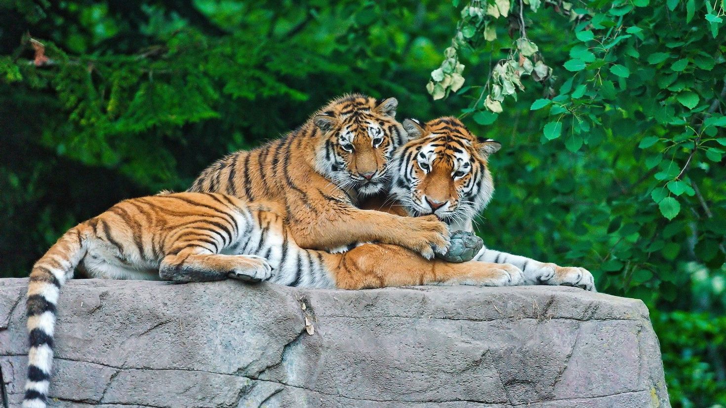 Картинку чтоб поставить. Амурский (Уссурийский) тигр. Тигры Прайд. Тигр с тигренком. Красивый тигр.