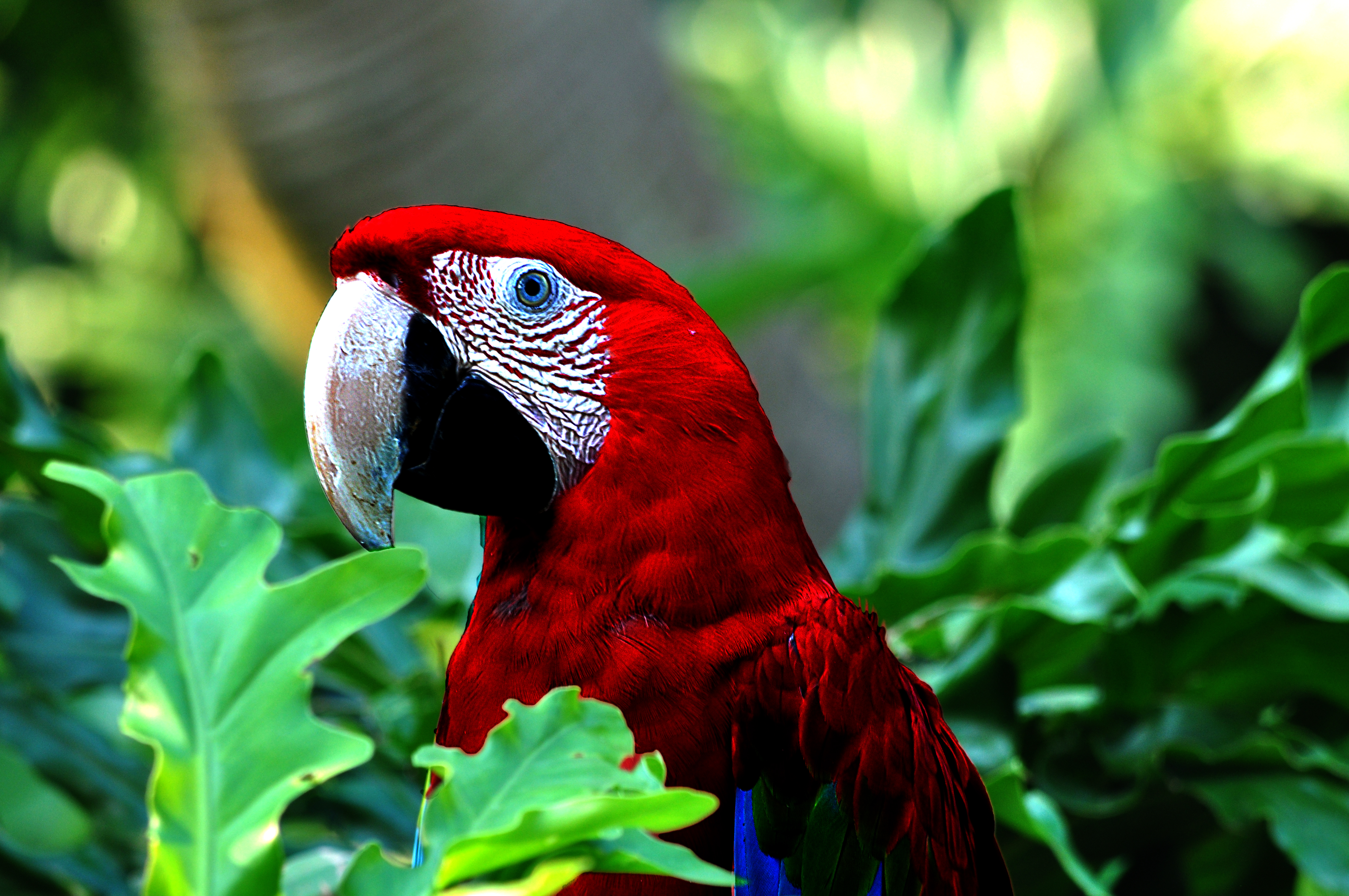 Ареал попугай ара