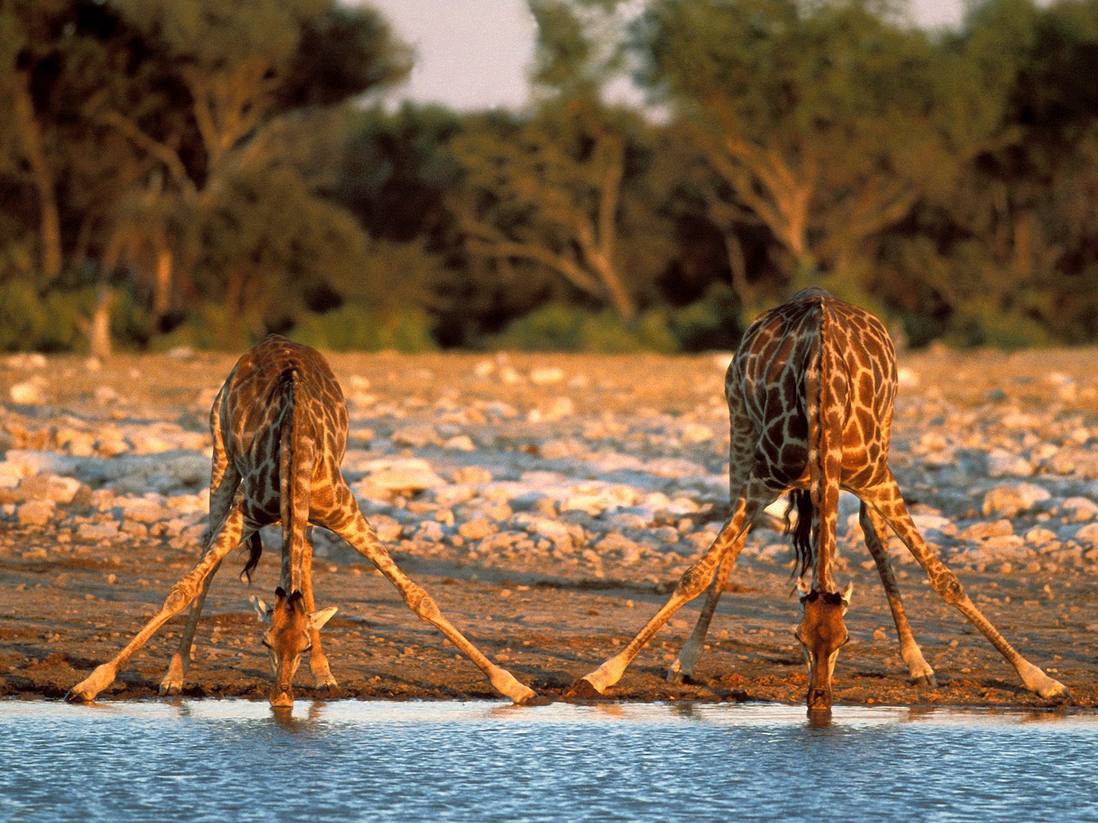 Дикая природа африки. Национальный парк Крюгера в Африке. Национальный парк Крюгера Жирафы. Удивительная Африка. Жираф на водопое.