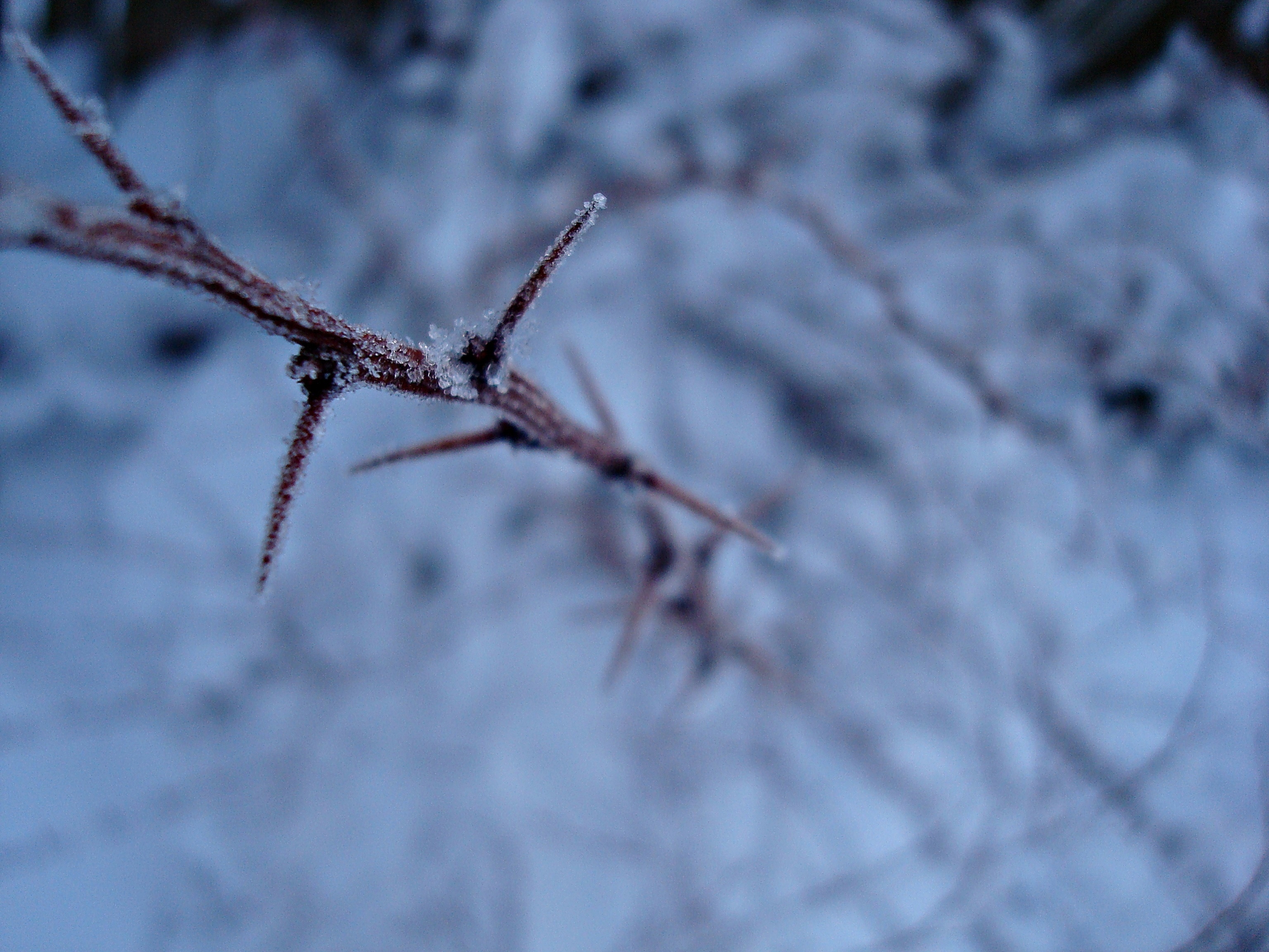 winter, snow, plant, macro, branch, frost, hoarfrost, thorns, spikes