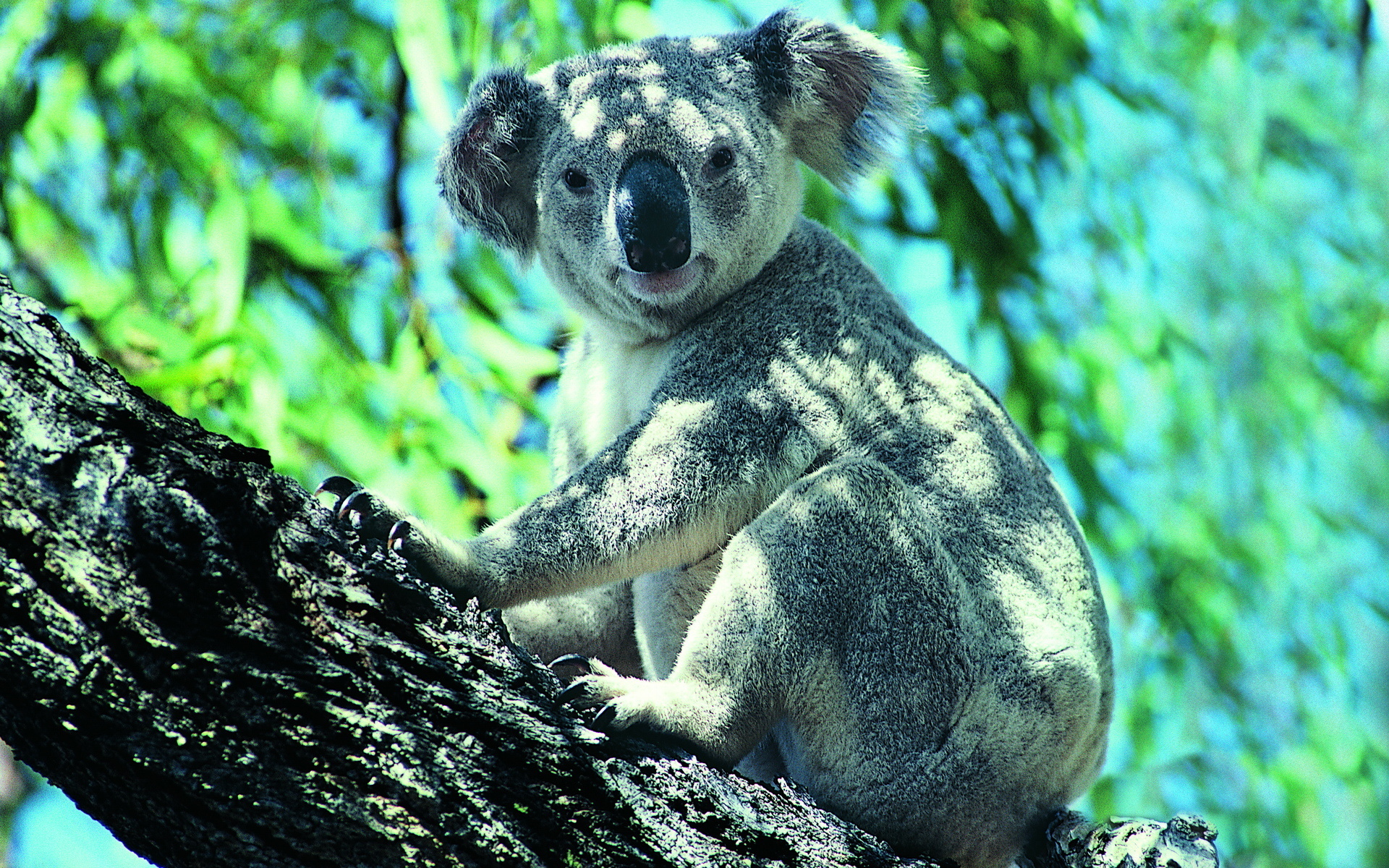600637 Hintergrundbild herunterladen tiere, koala - Bildschirmschoner und Bilder kostenlos