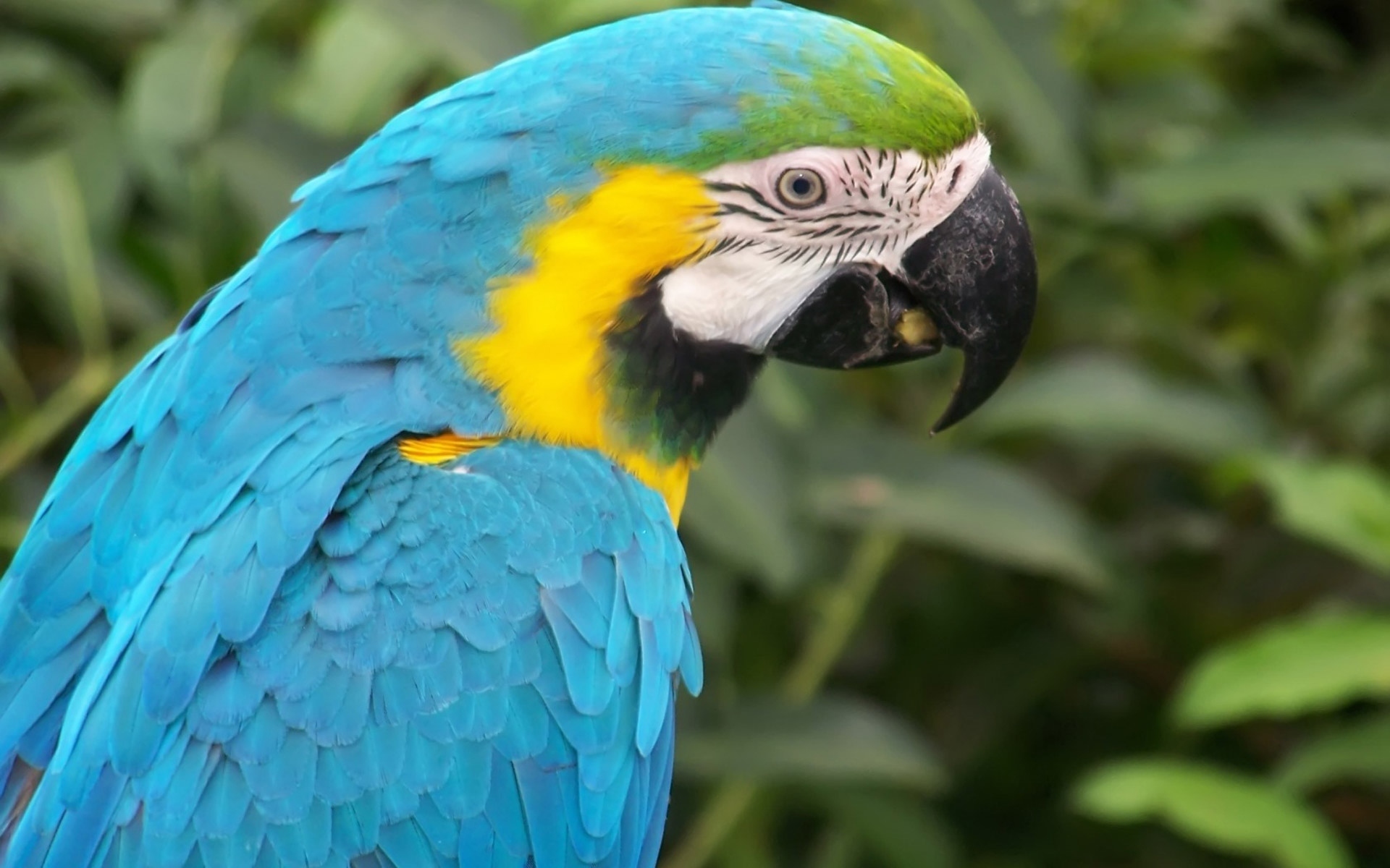 animal, blue and yellow macaw, birds phone wallpaper