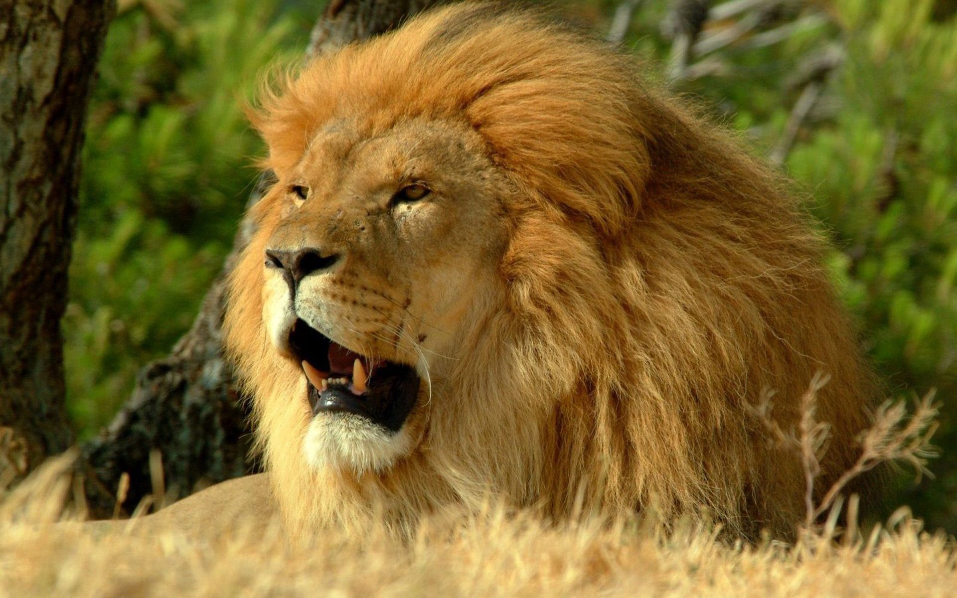 Download mobile wallpaper Animals, Mane, Predator, King Of The Beasts, Grin, King Of Beasts, Lion for free.
