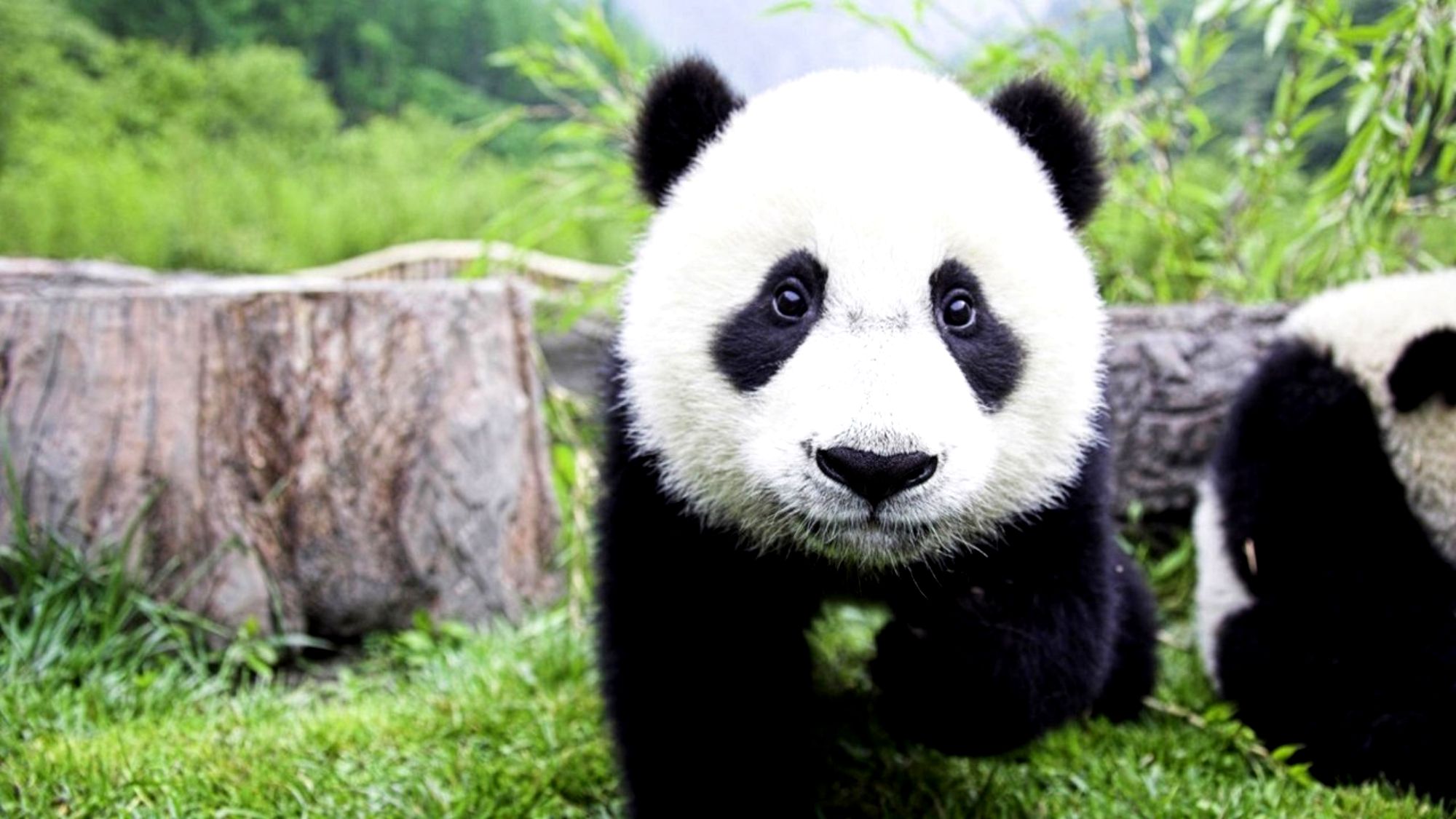 1472421 免費下載壁紙 动物, 大熊猫 屏保和圖片