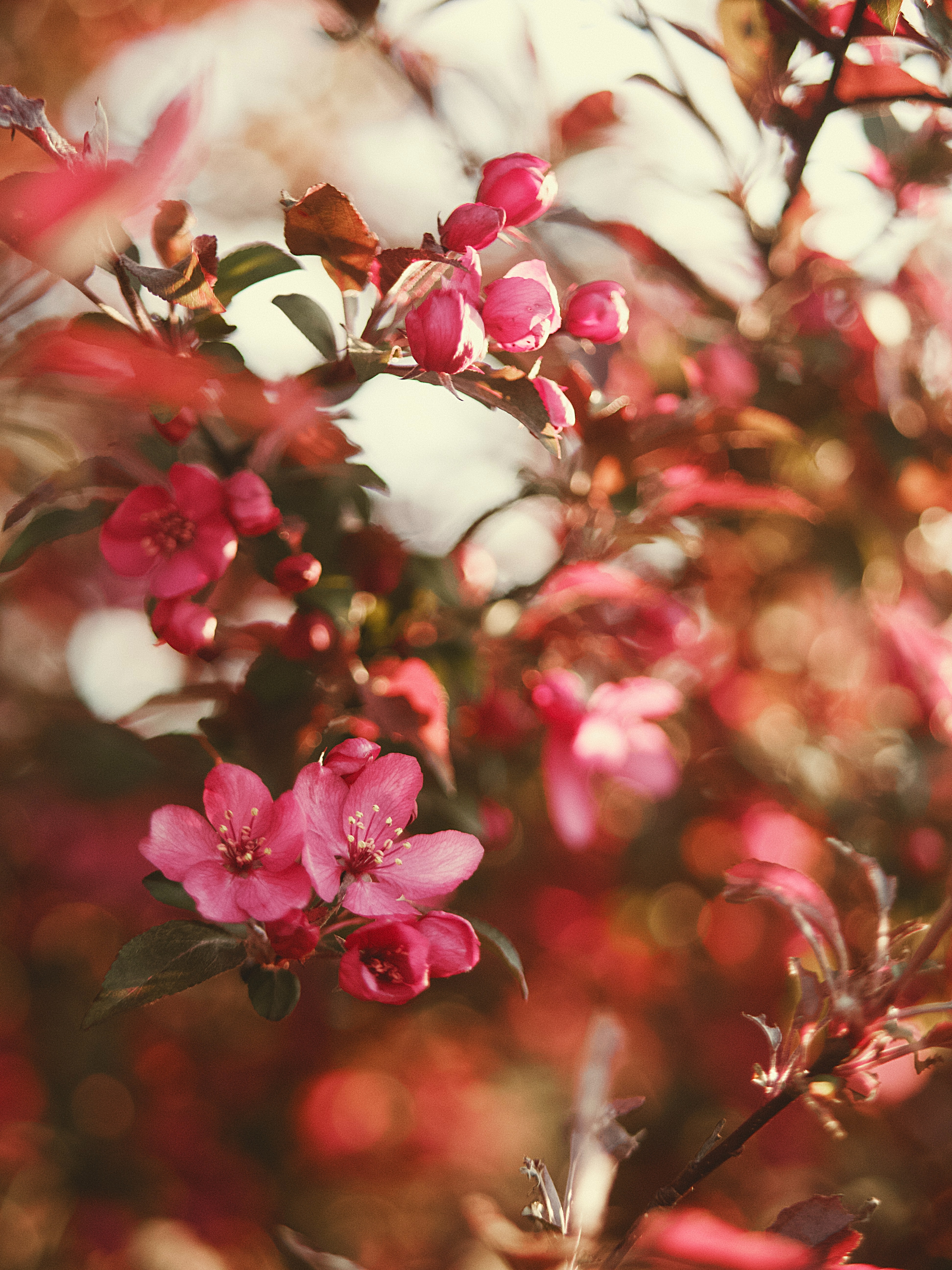 flowers, pink, flower, bloom, flowering, gardens mobile wallpaper