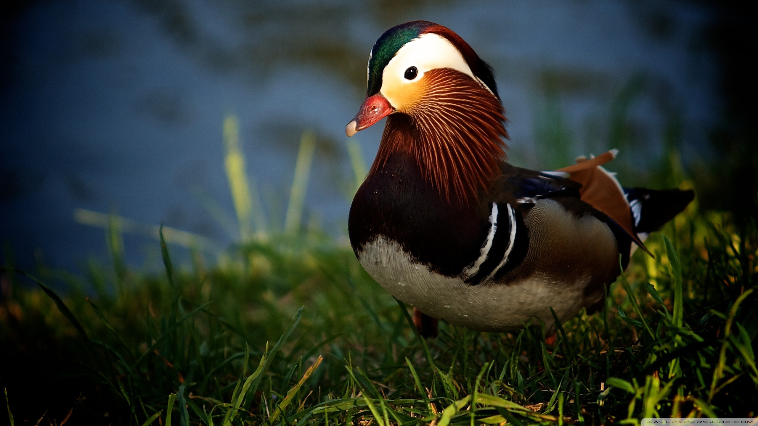 animal, mandarin duck, bird, birds 4K for PC