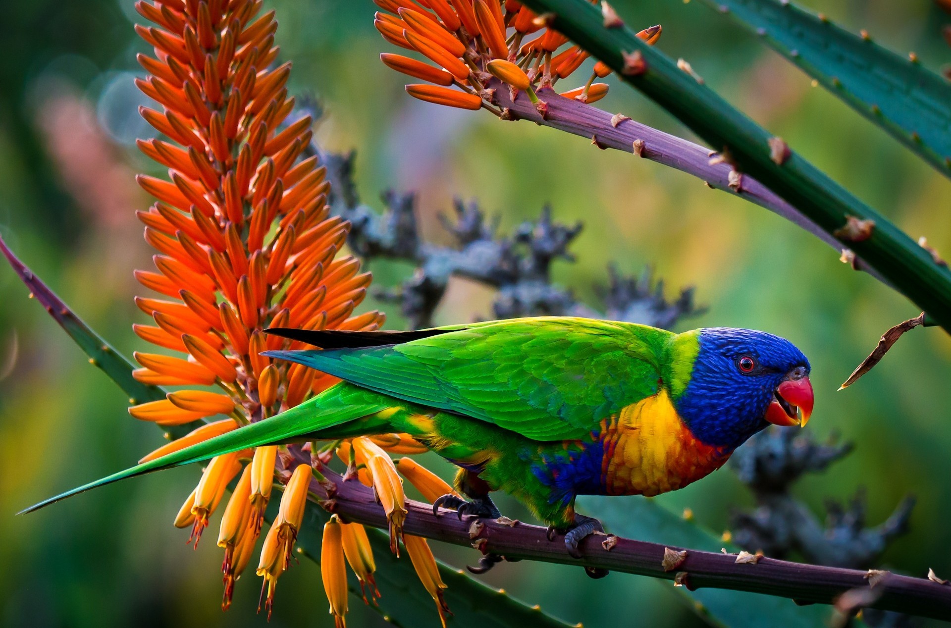 jungle, animal, rainbow lorikeet, colors, parrot, birds phone wallpaper