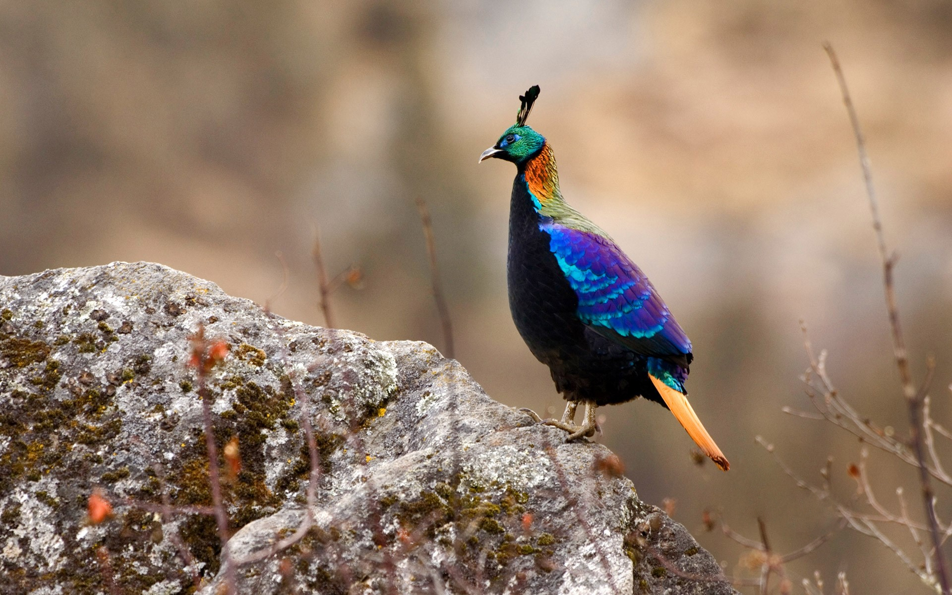 406324 скачать обои птица, птицы, животные, красочный, гималайский монал, непал - заставки и картинки бесплатно