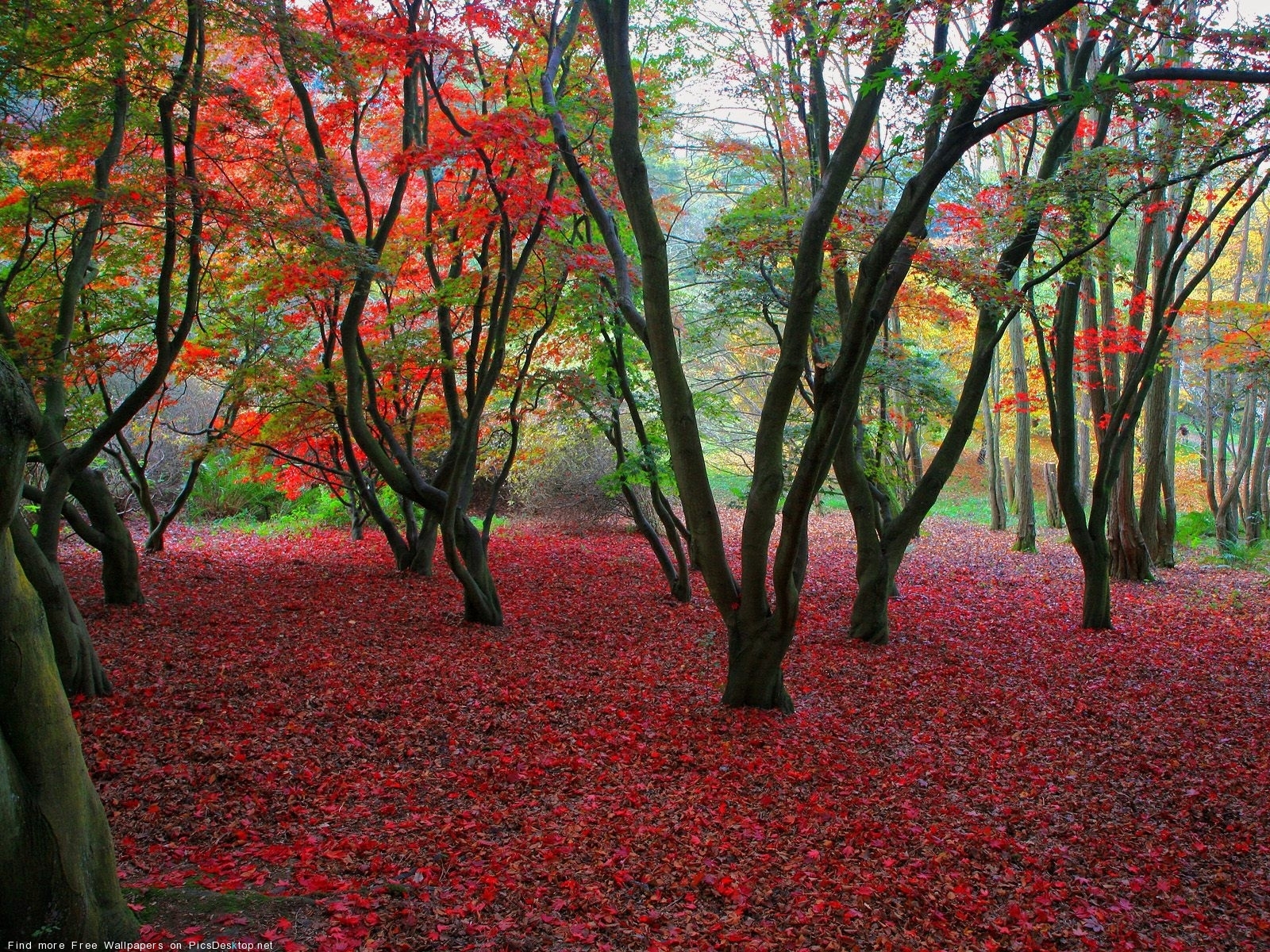 Скачать картинку Пейзаж, Листья, Деревья, Осень в телефон бесплатно.