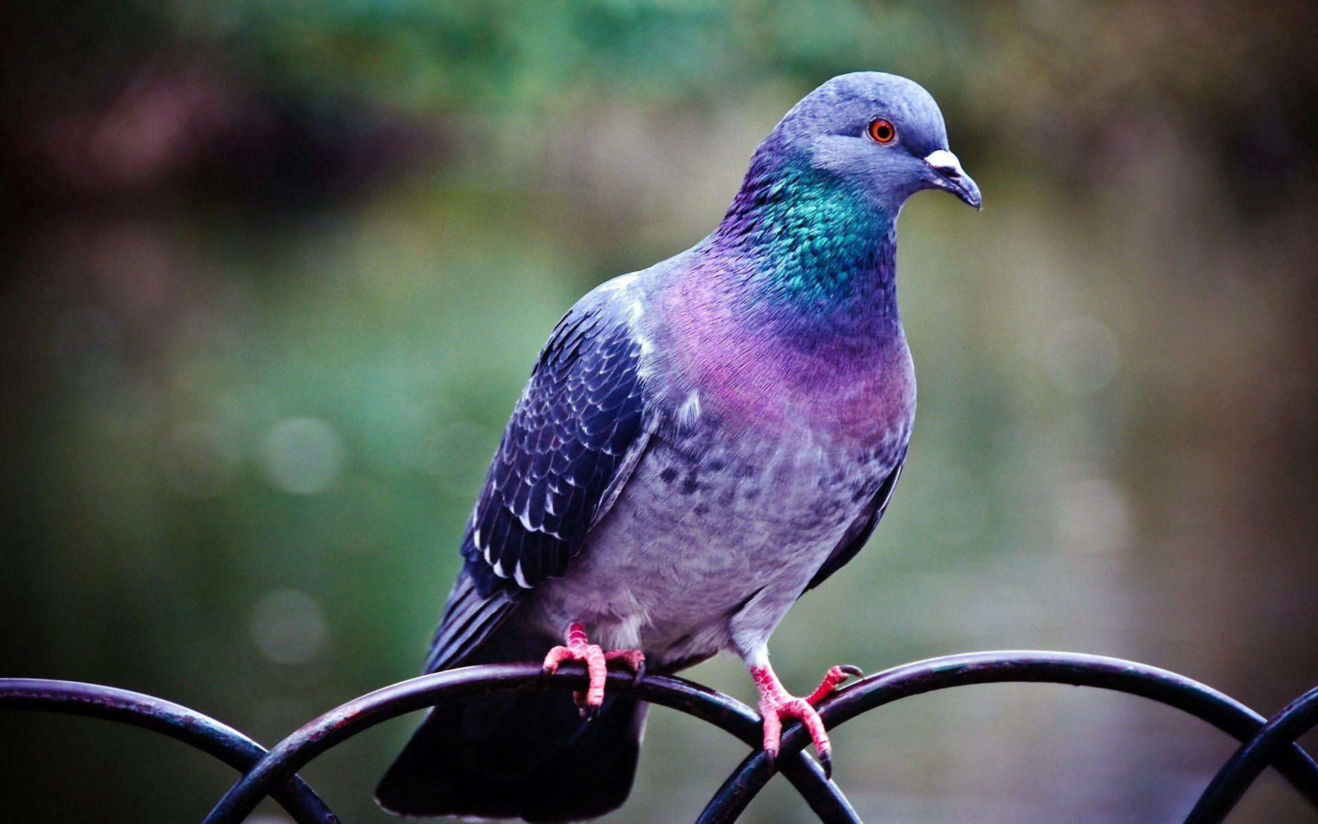 PCデスクトップに鳥, ブランチ, 枝, 鳩, 動物画像を無料でダウンロード
